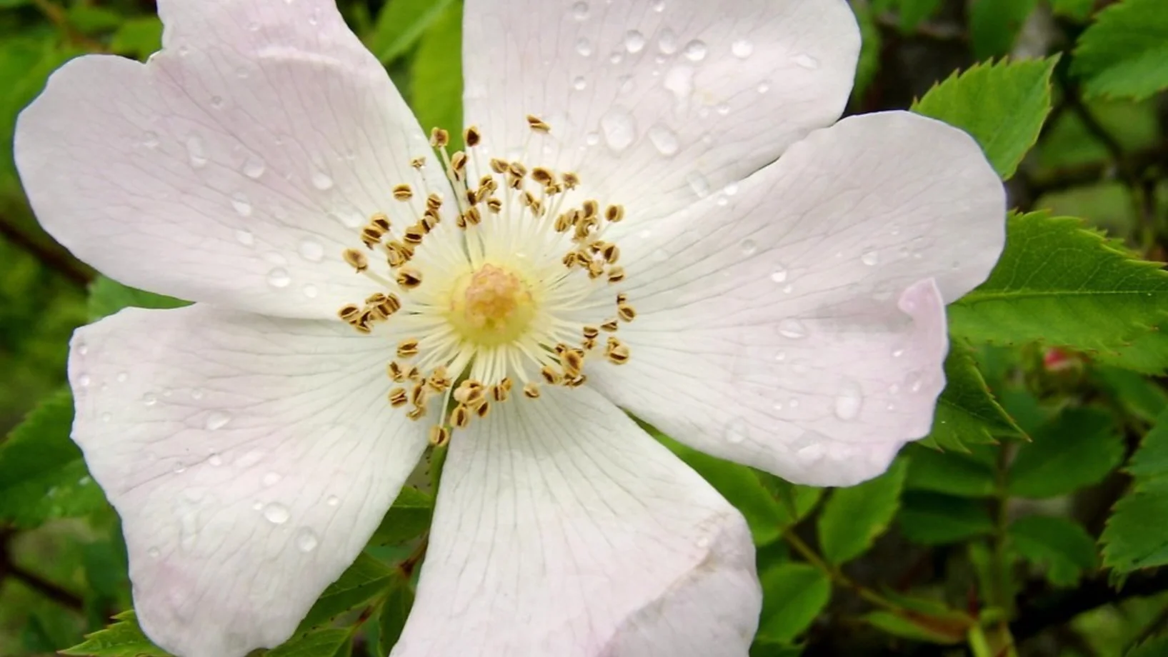 Die weisse Blüte der Feldrose