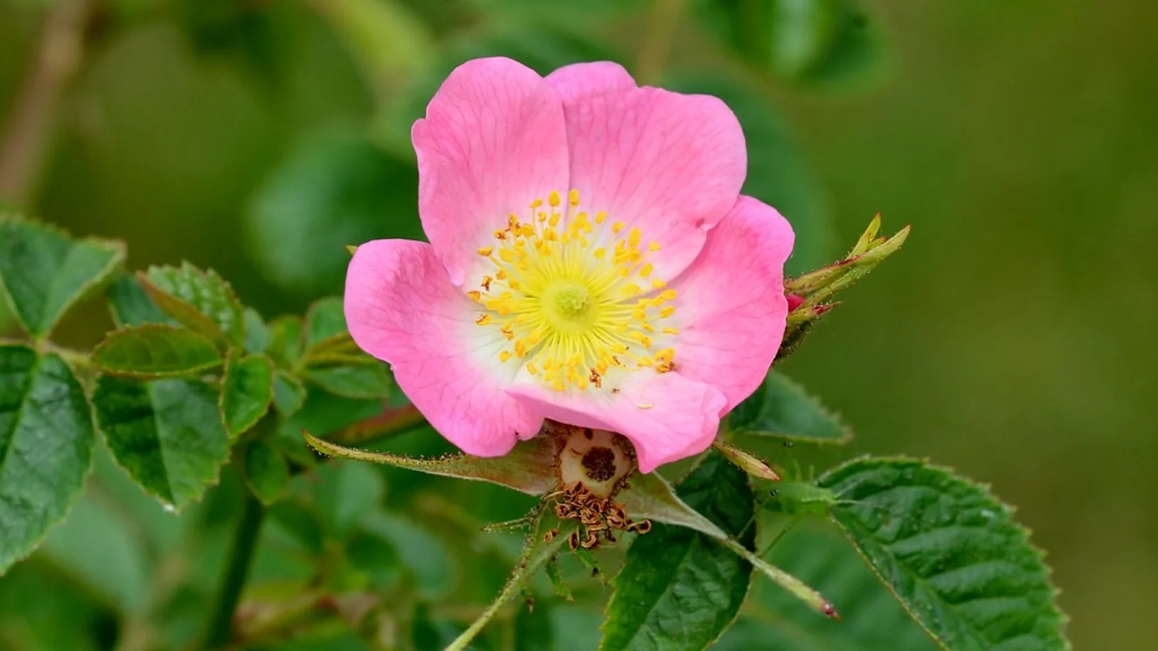 Die rosa Blüte einer Weinrose