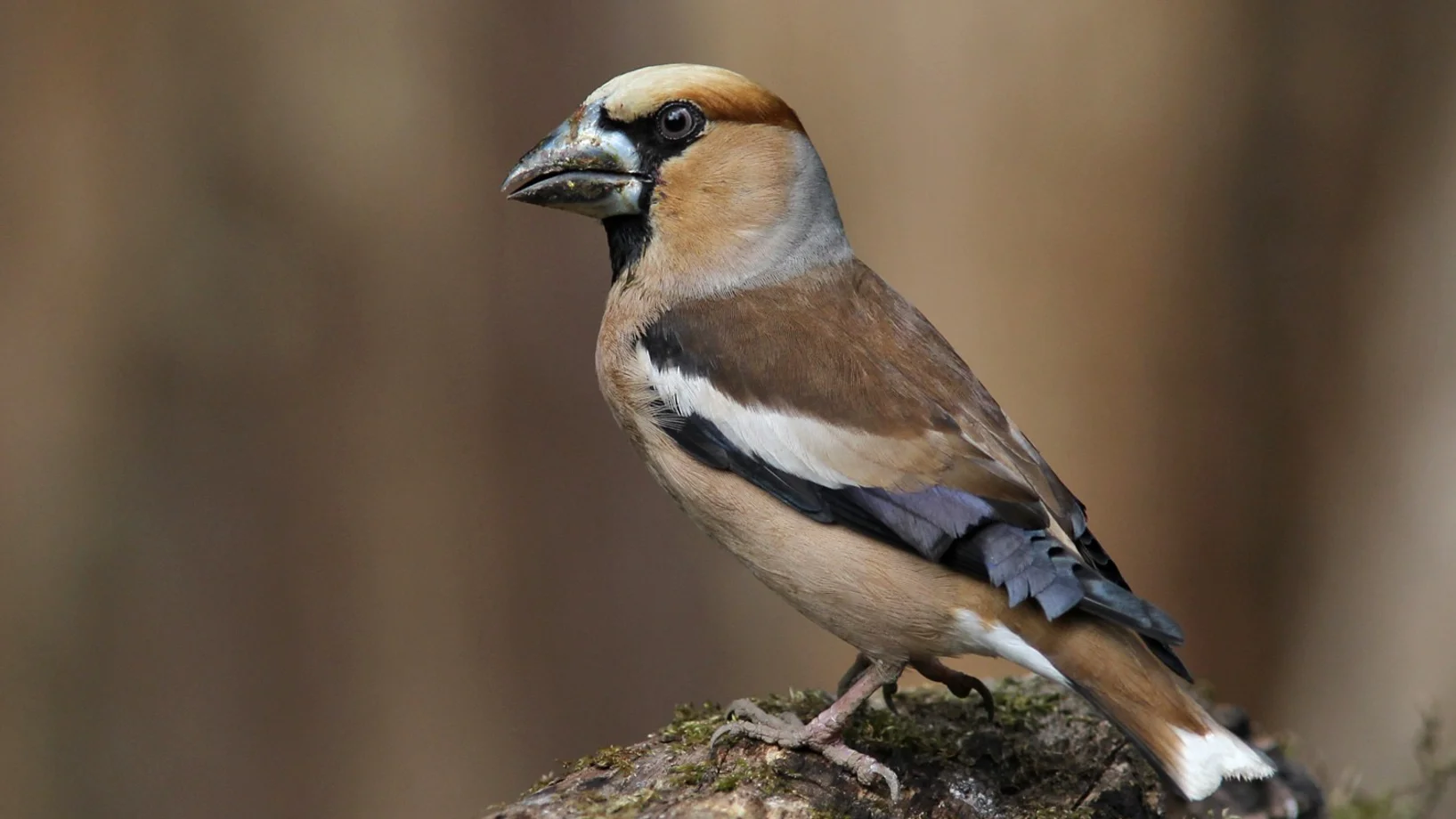 Kernbeisser, Bild: Stefan Wassmer