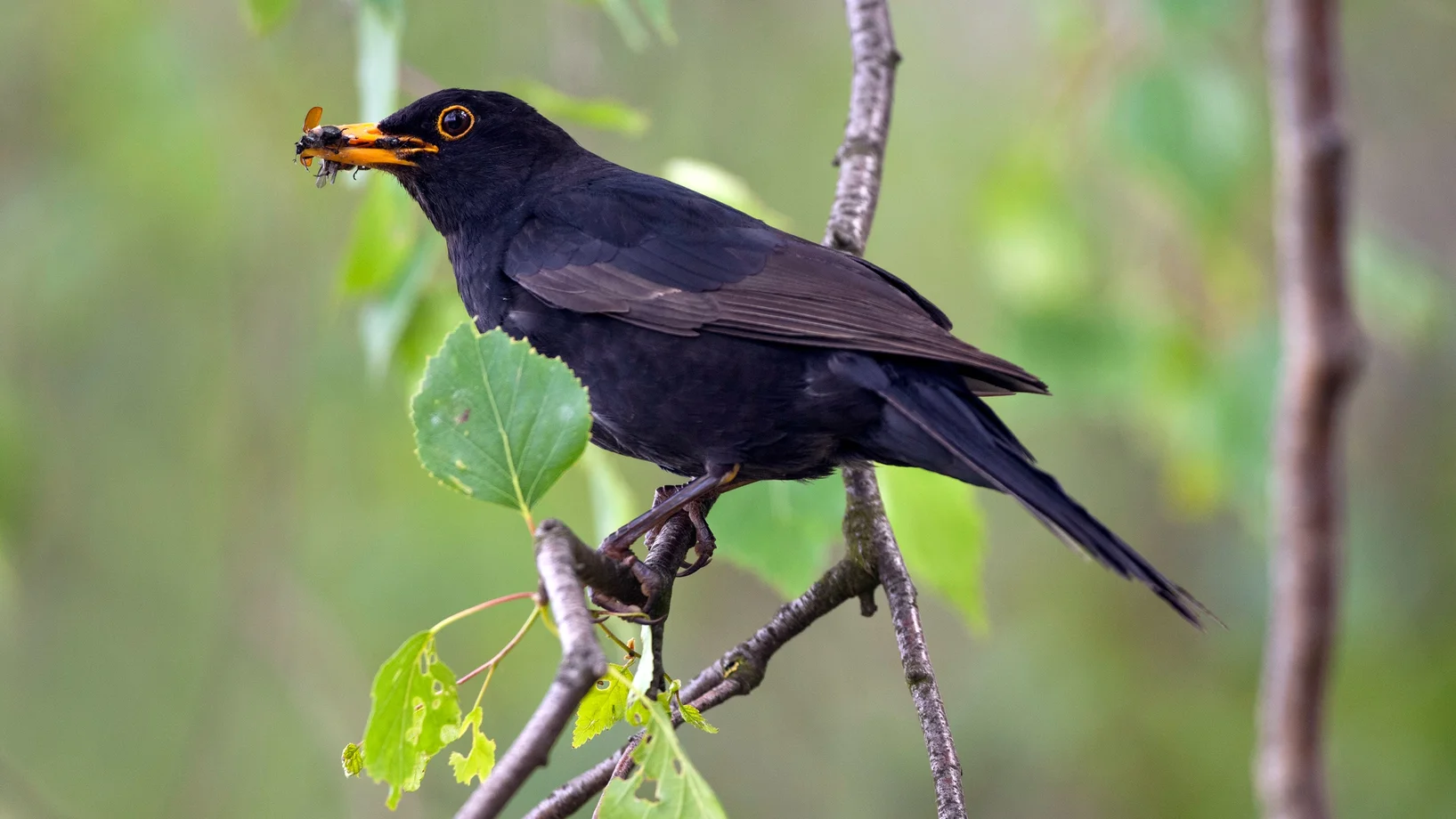 Amsel, Bild: Michael Gerber