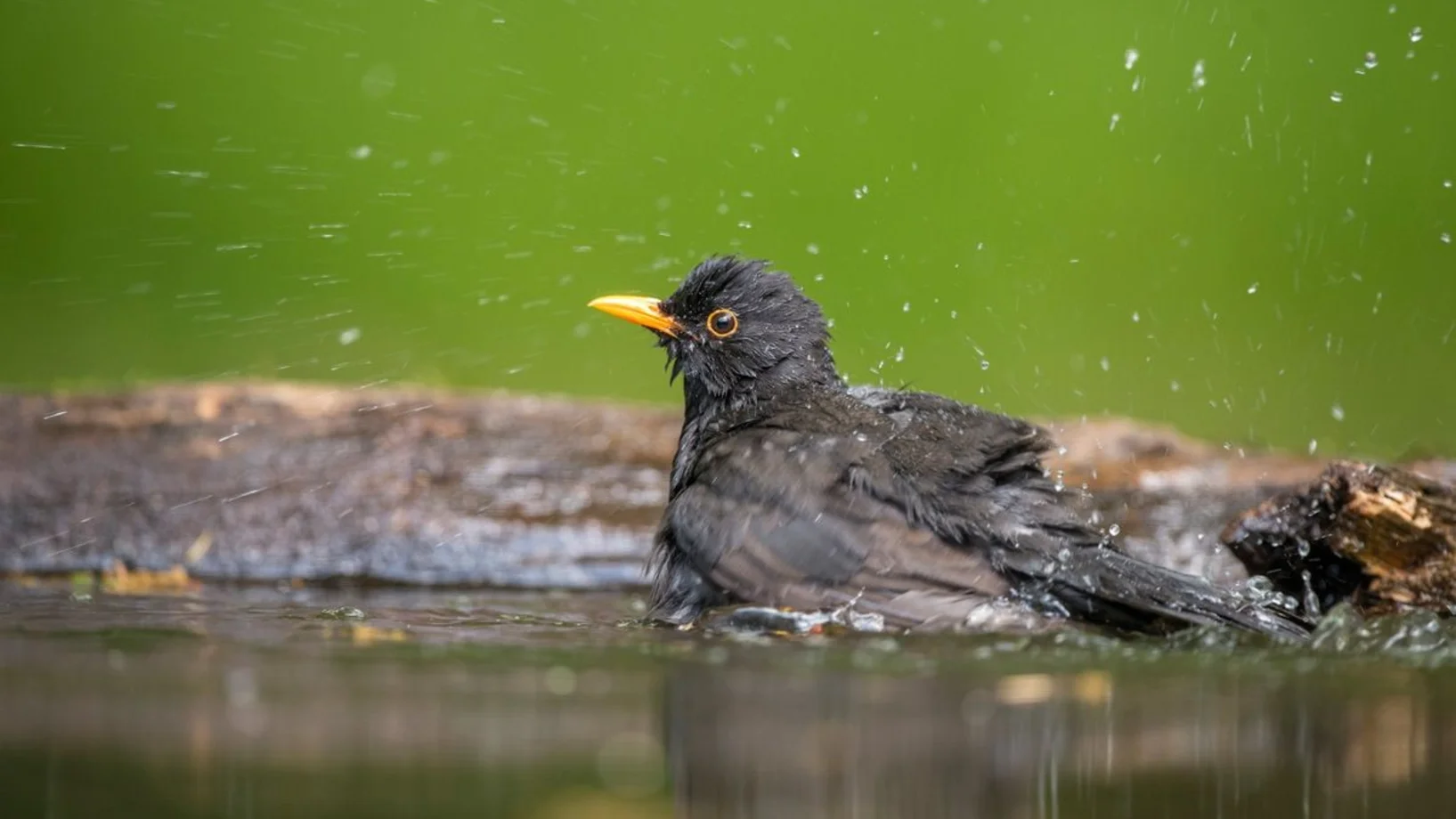 Amsel badet