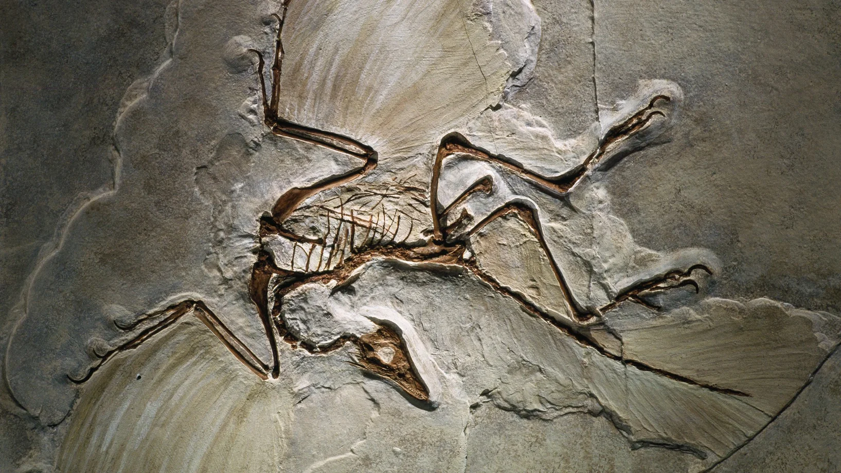 Archaeopteryx 