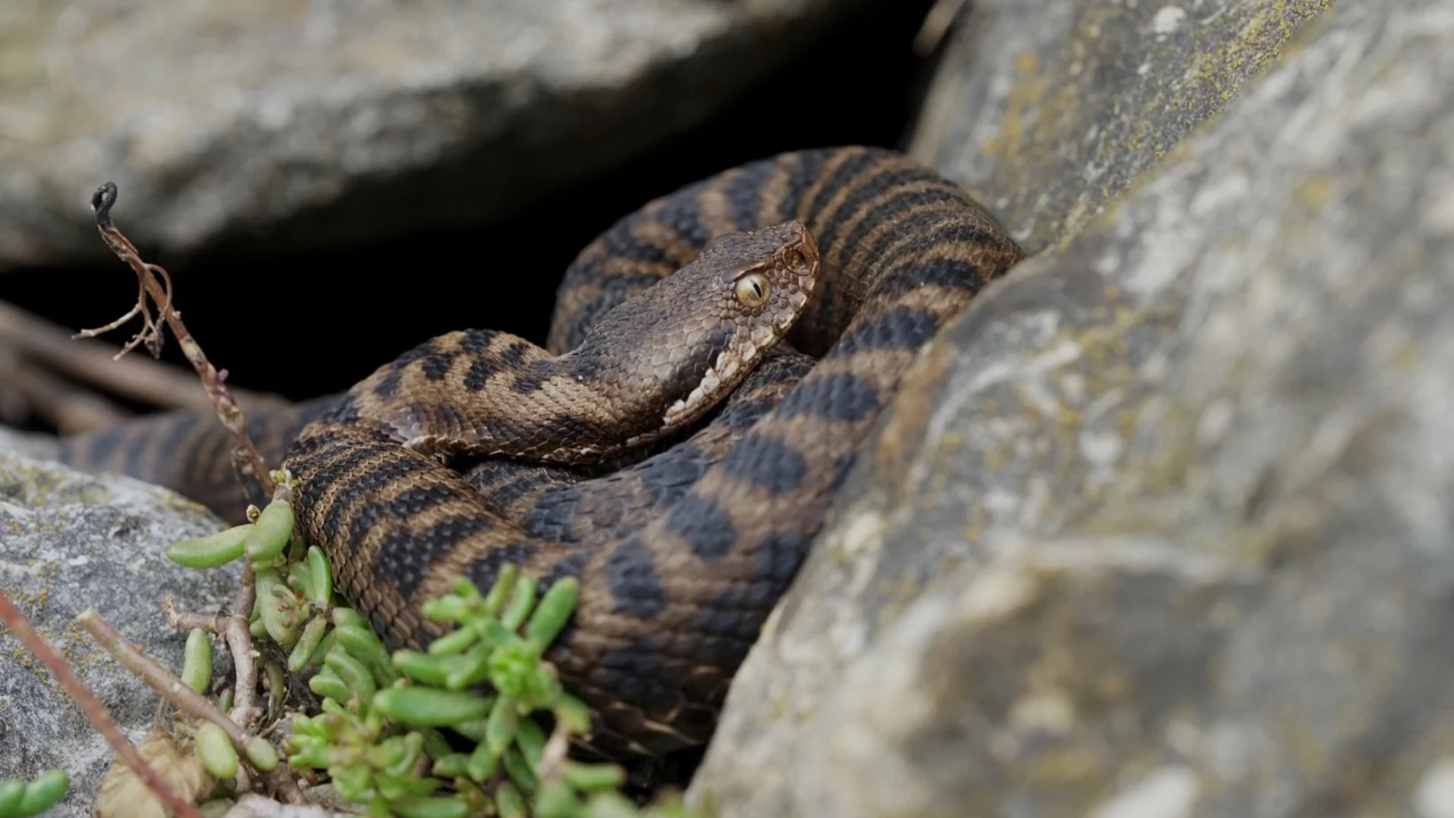 Aspisviper, Bild: Urs Jost