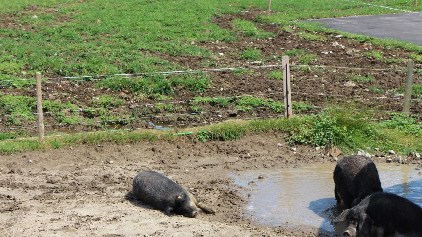 Wollschweine, P. Hunkeler