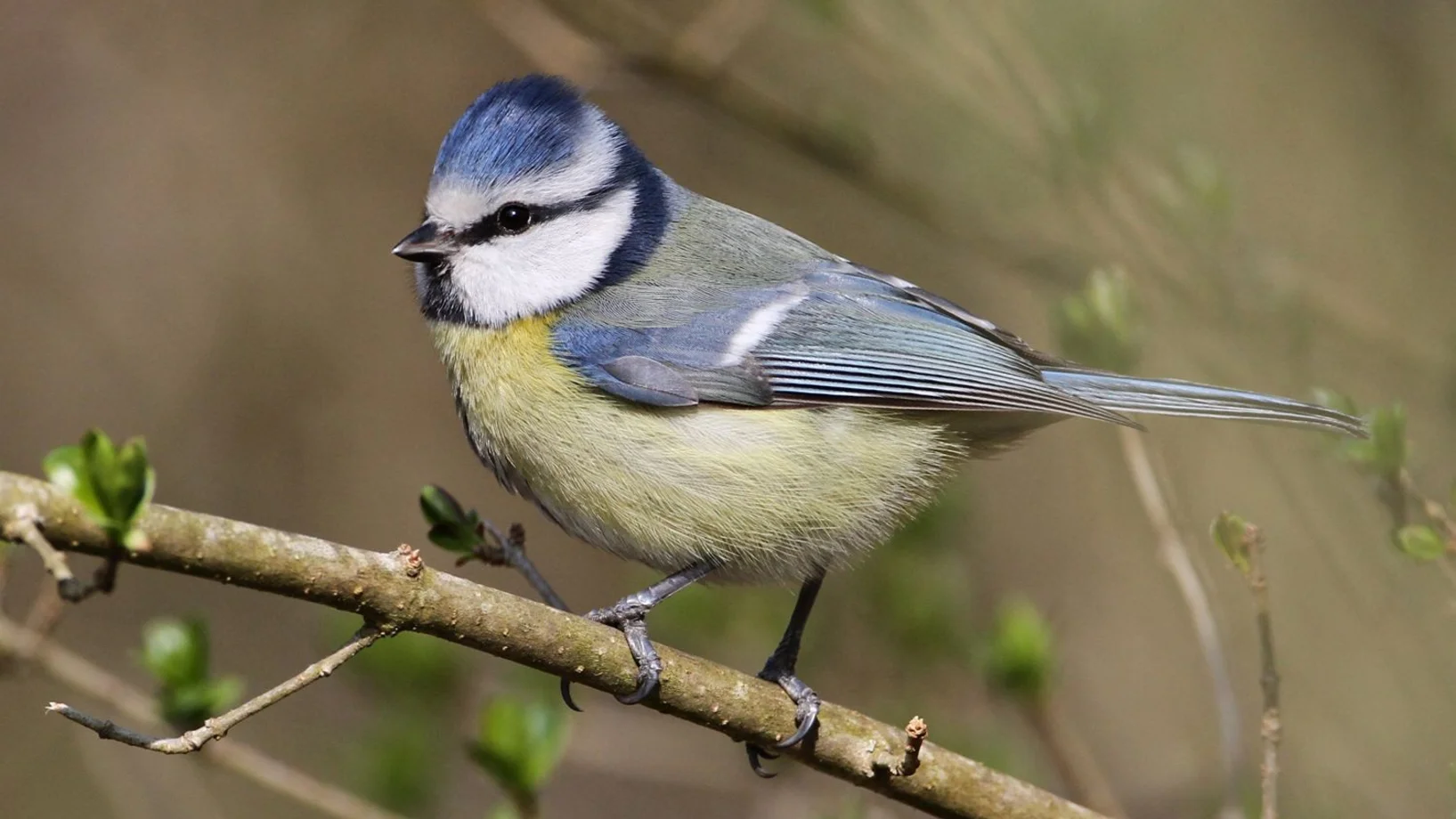 Blaumeise auf Ast