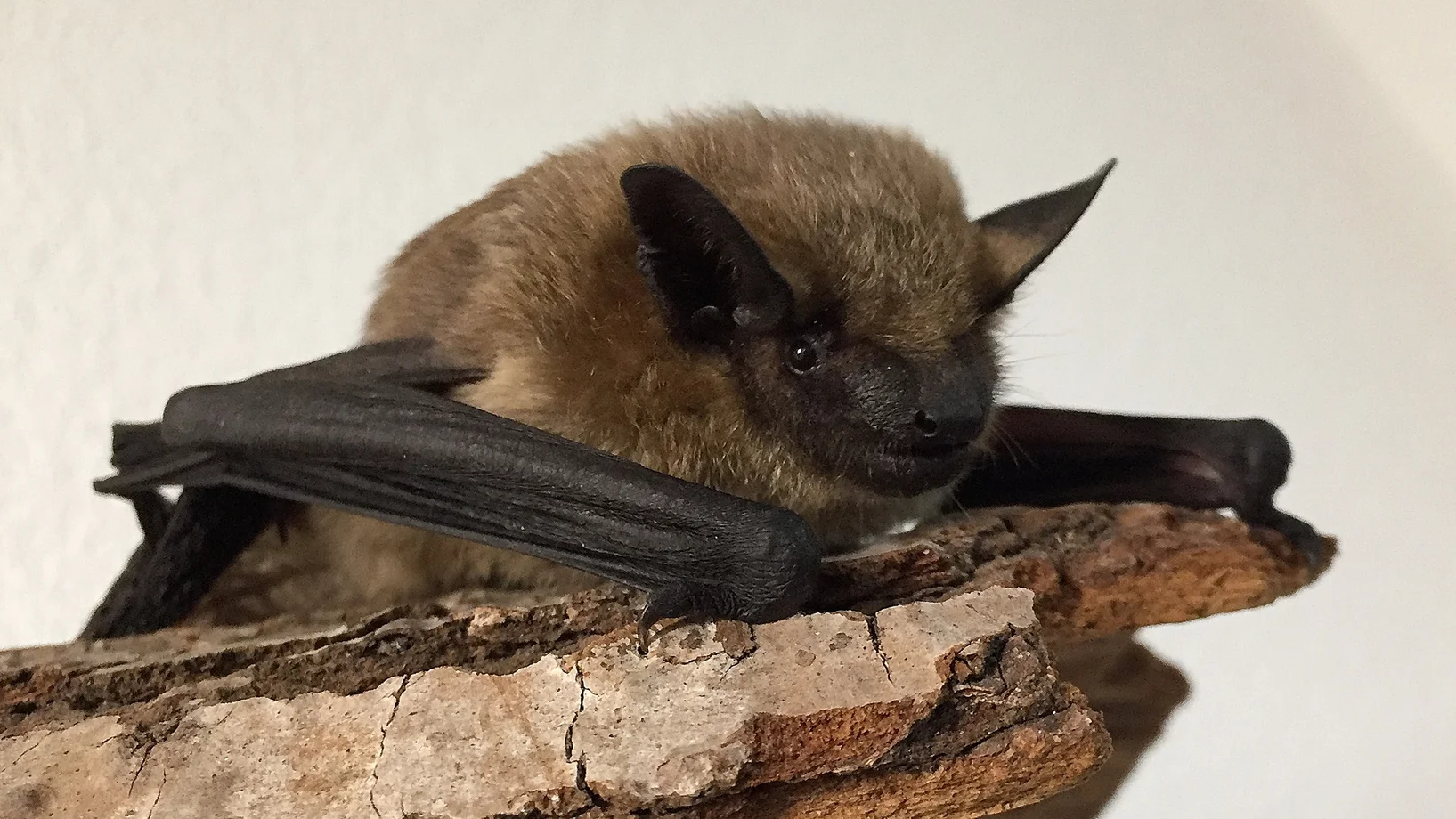 Breitflügelfledermaus, Bild: Monika Lachat