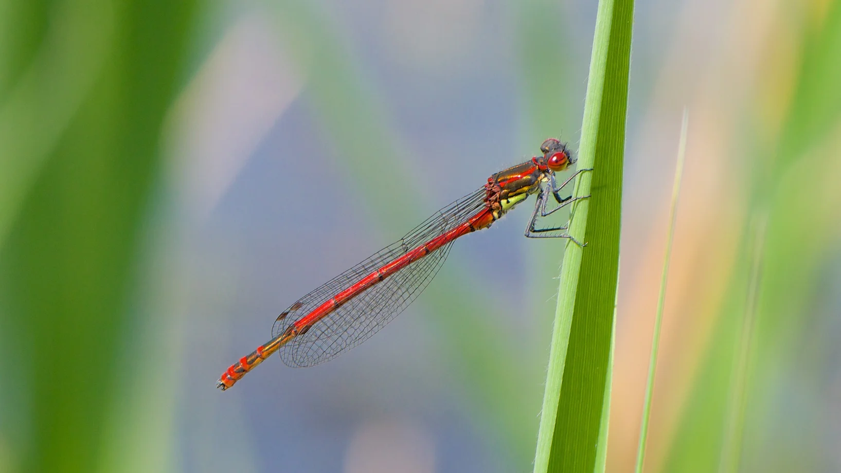Frühe Adonislibelle