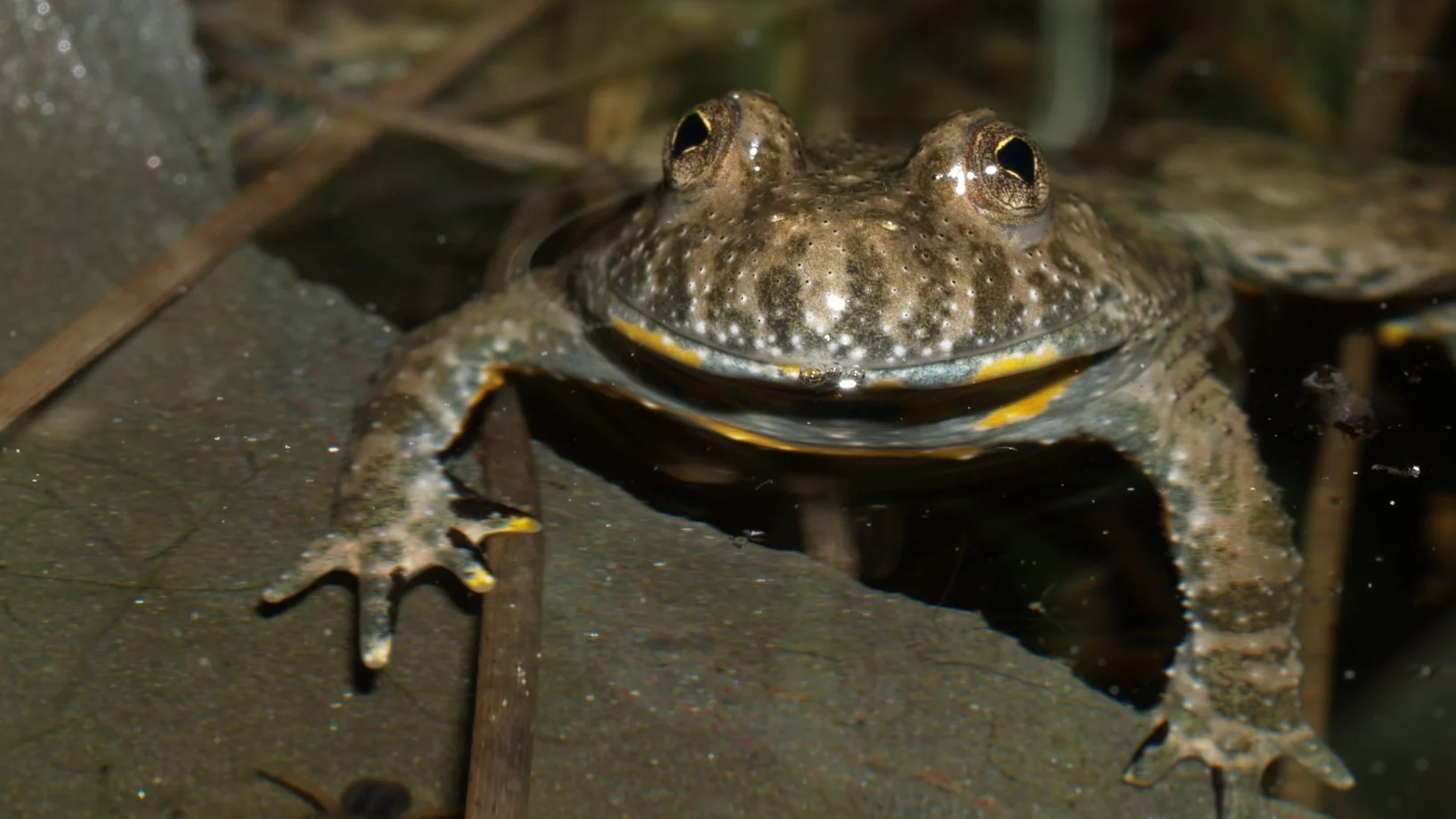 Gelbbauchunke, Bild: H. Cigler