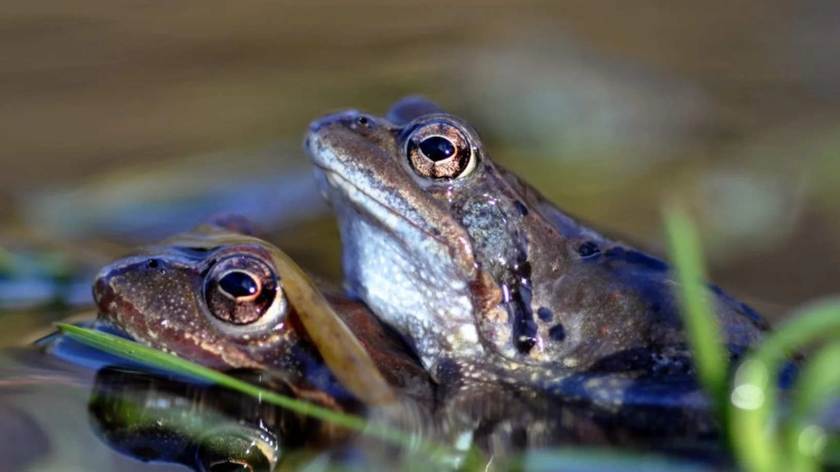 Grasfrosch © St. Pfefferli