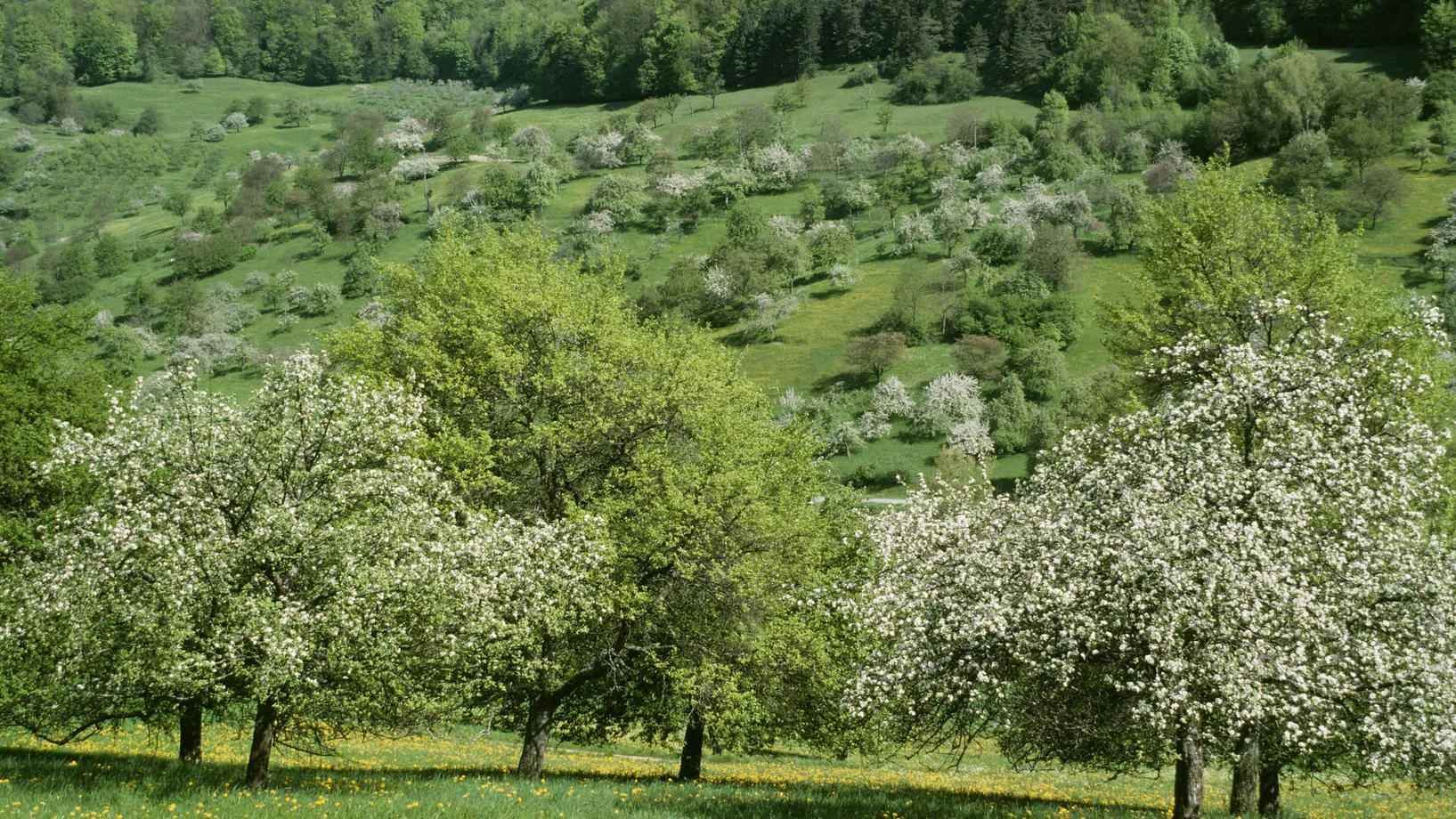 Obstbäume in Blütenpracht