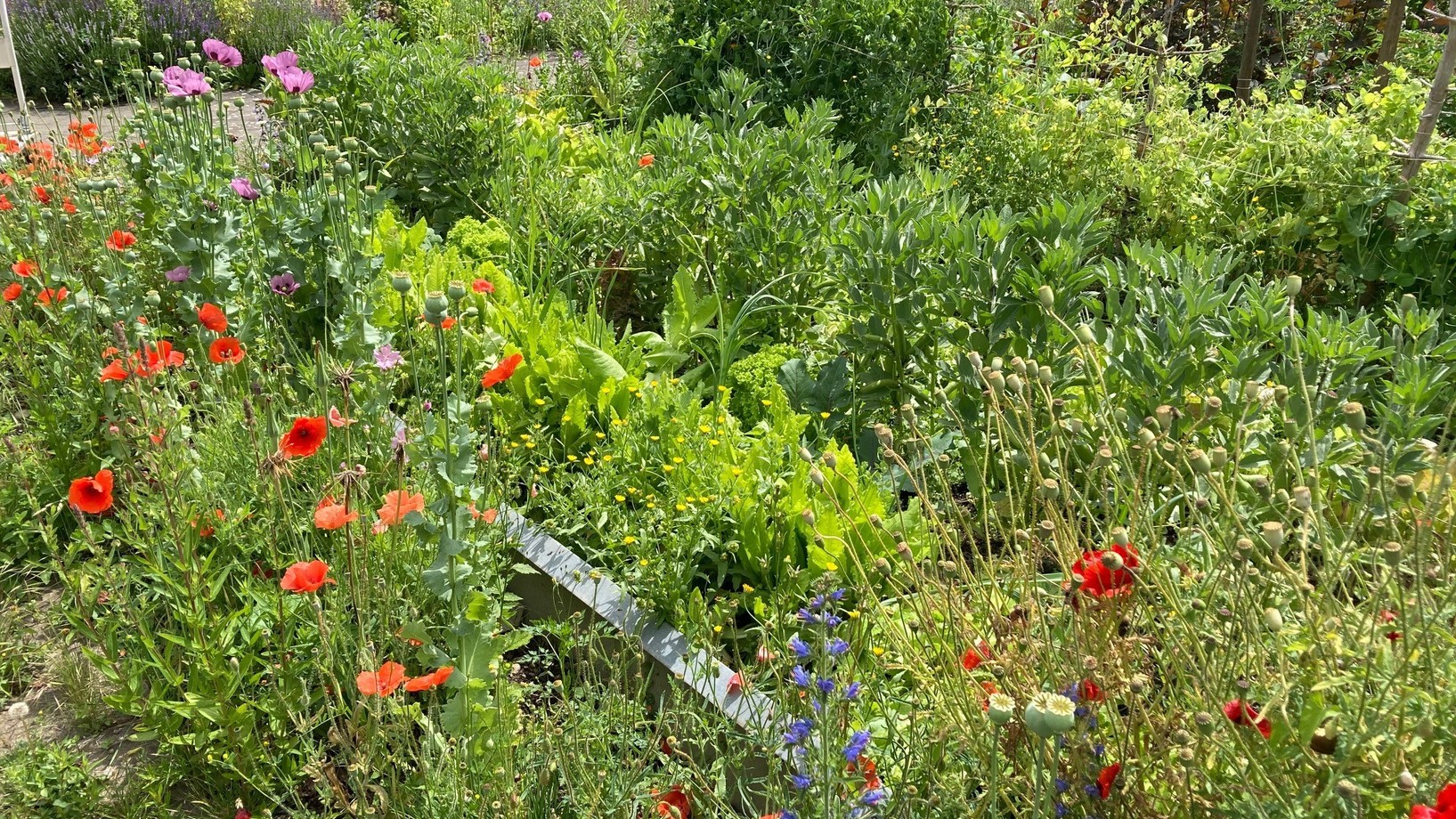 Ein bunter Naturgarten mit Gemüsebeeten und Wildblumen