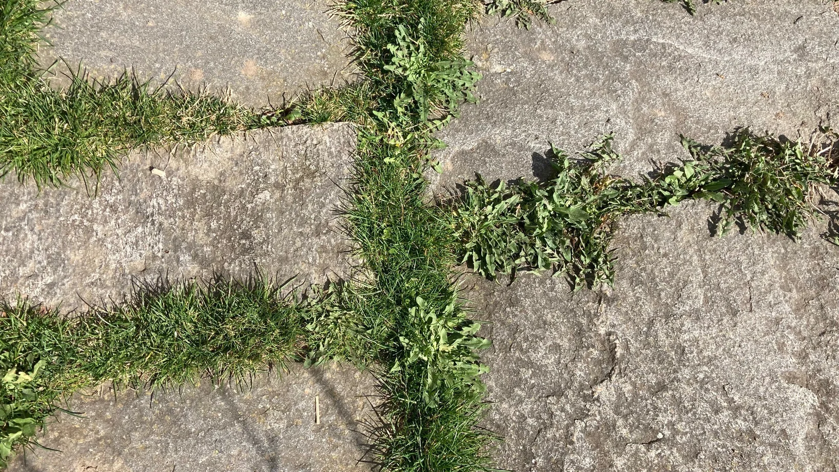 Natursteinplattenbelag mit begrünten breiten Fugen