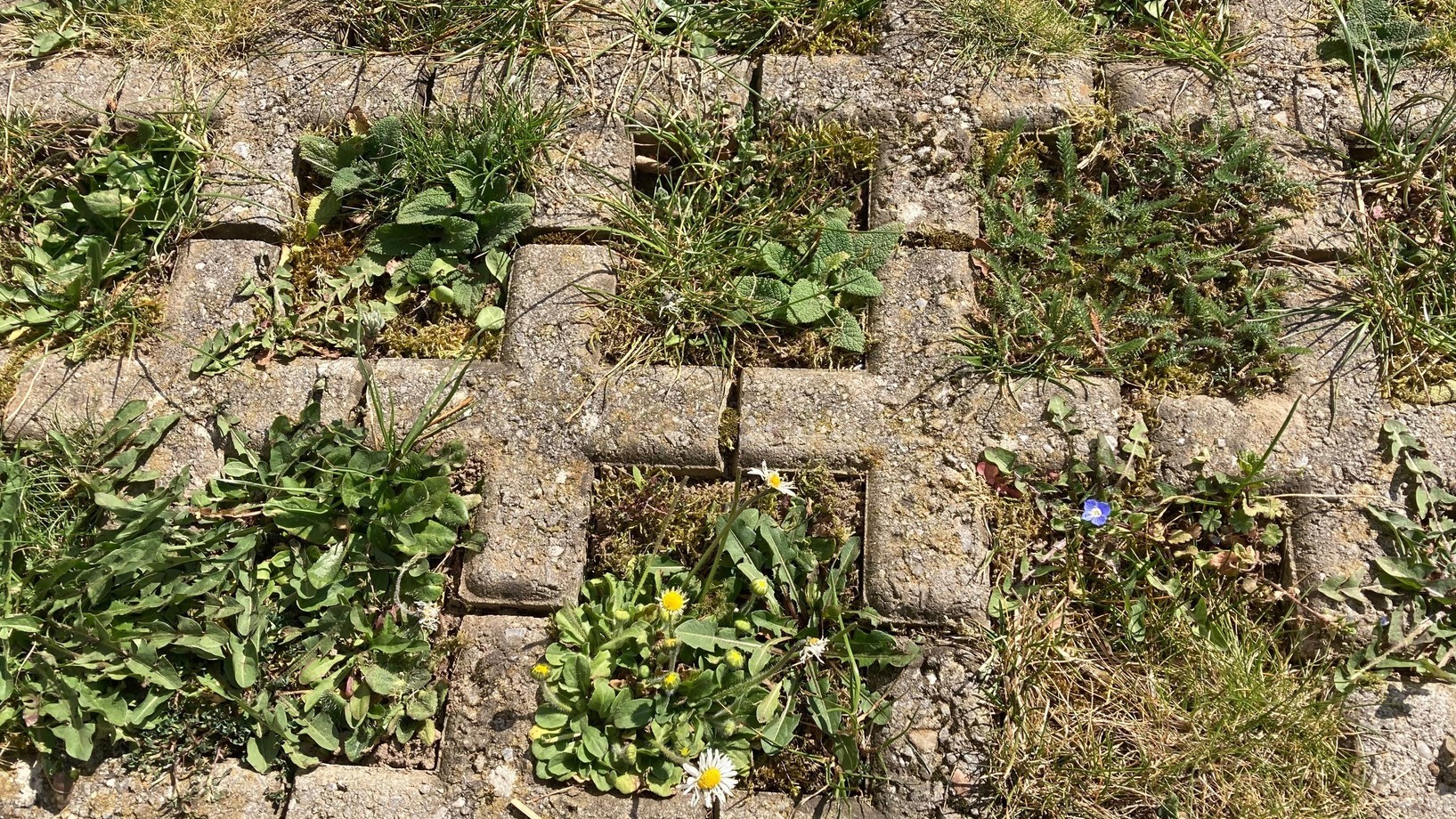 Rasengittersteine aus Beton die mit Gräsern und Kräutern überwachsen sind