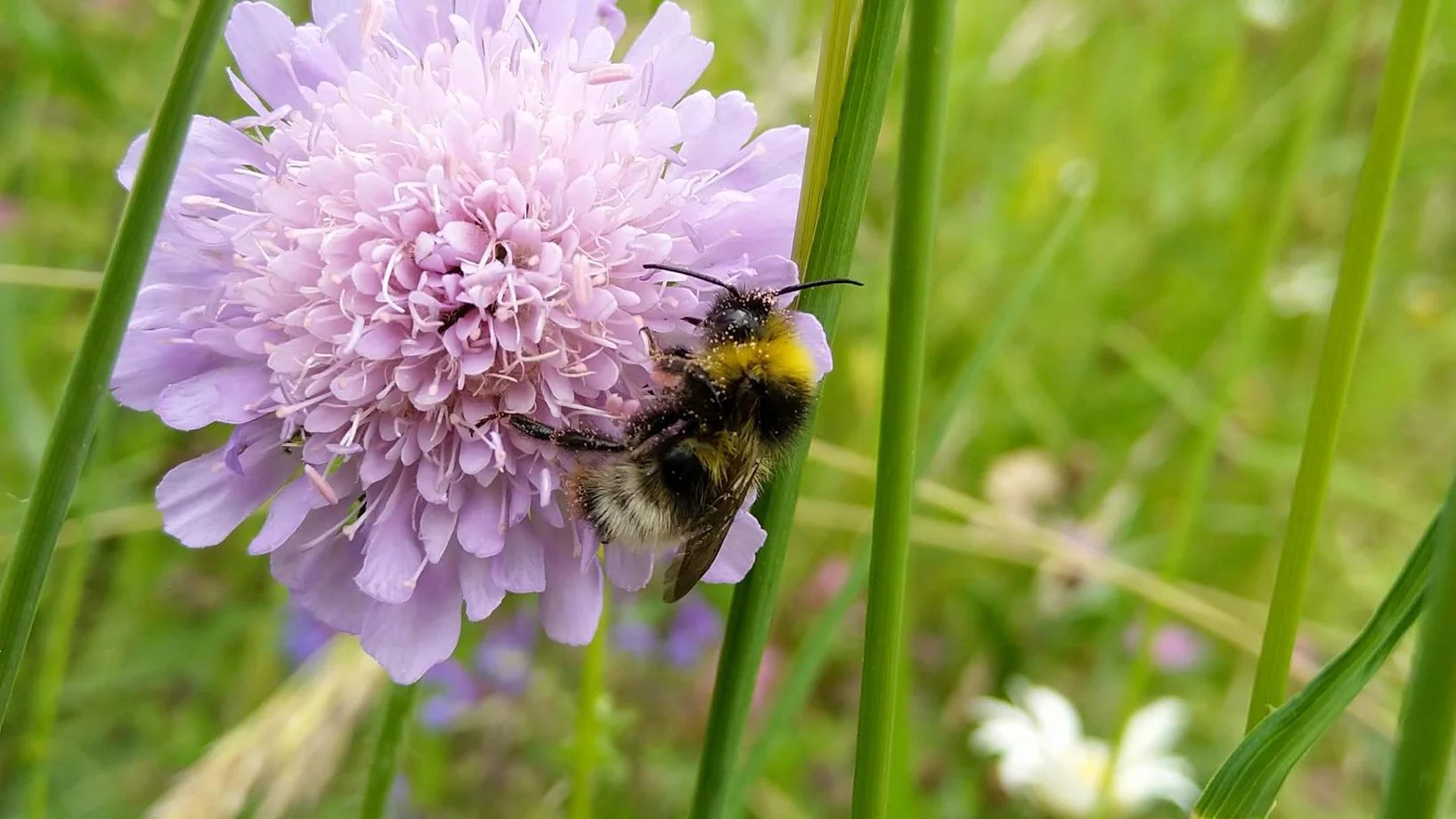 Blüte mit Biene
