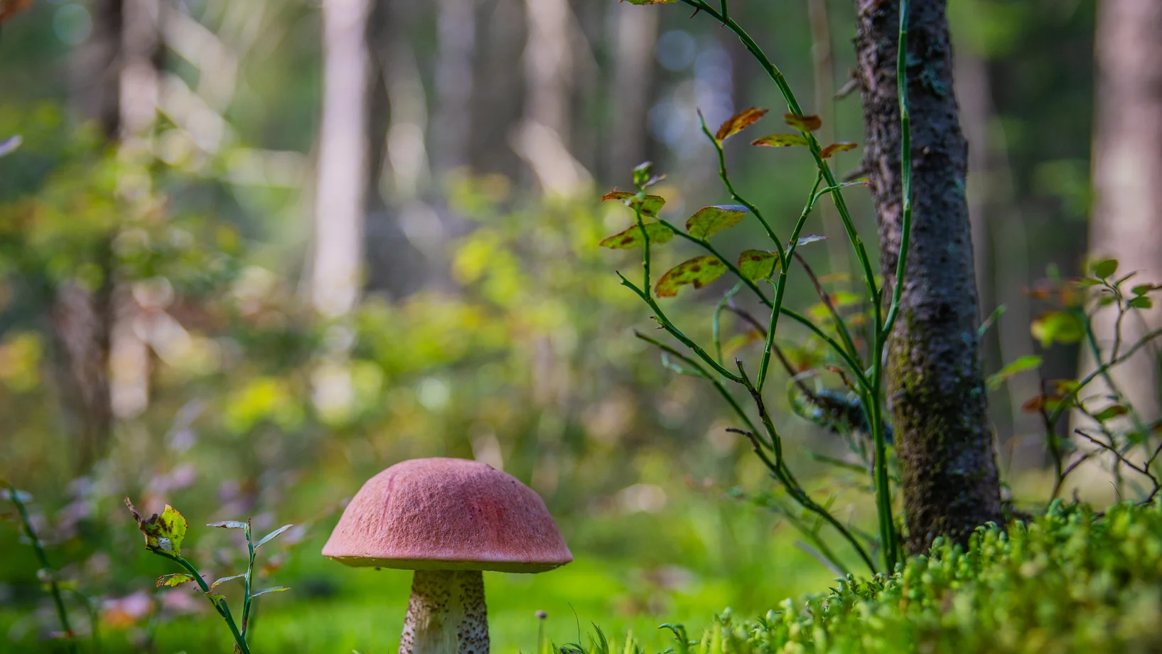 Red mushroom on grass field selective focus photography