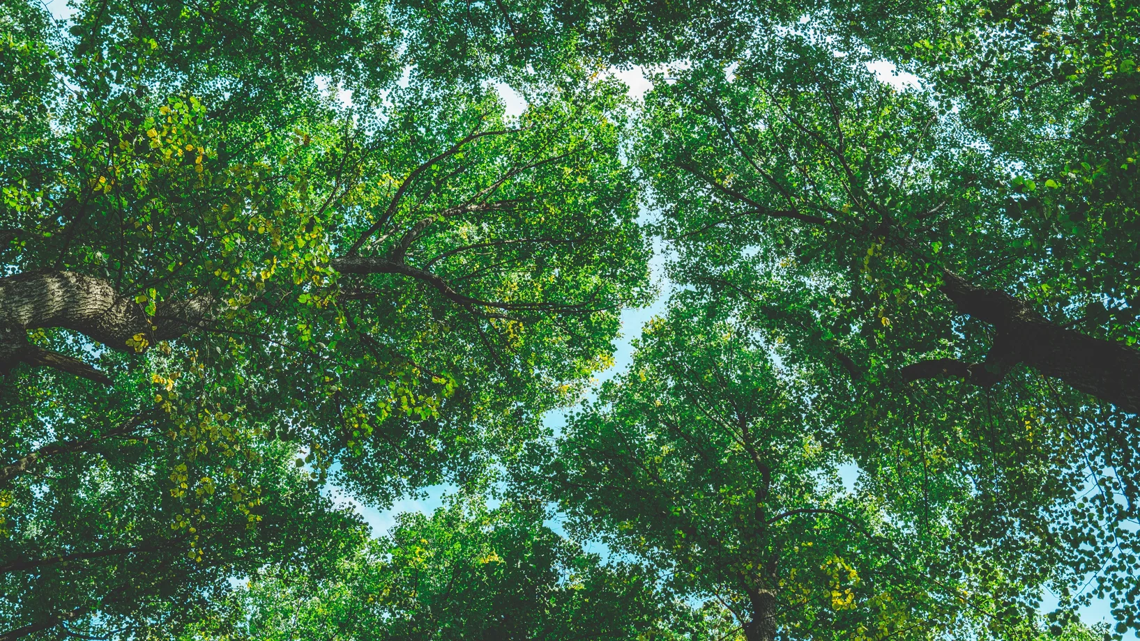 Grüne Baumkronen vor blauem Himmel