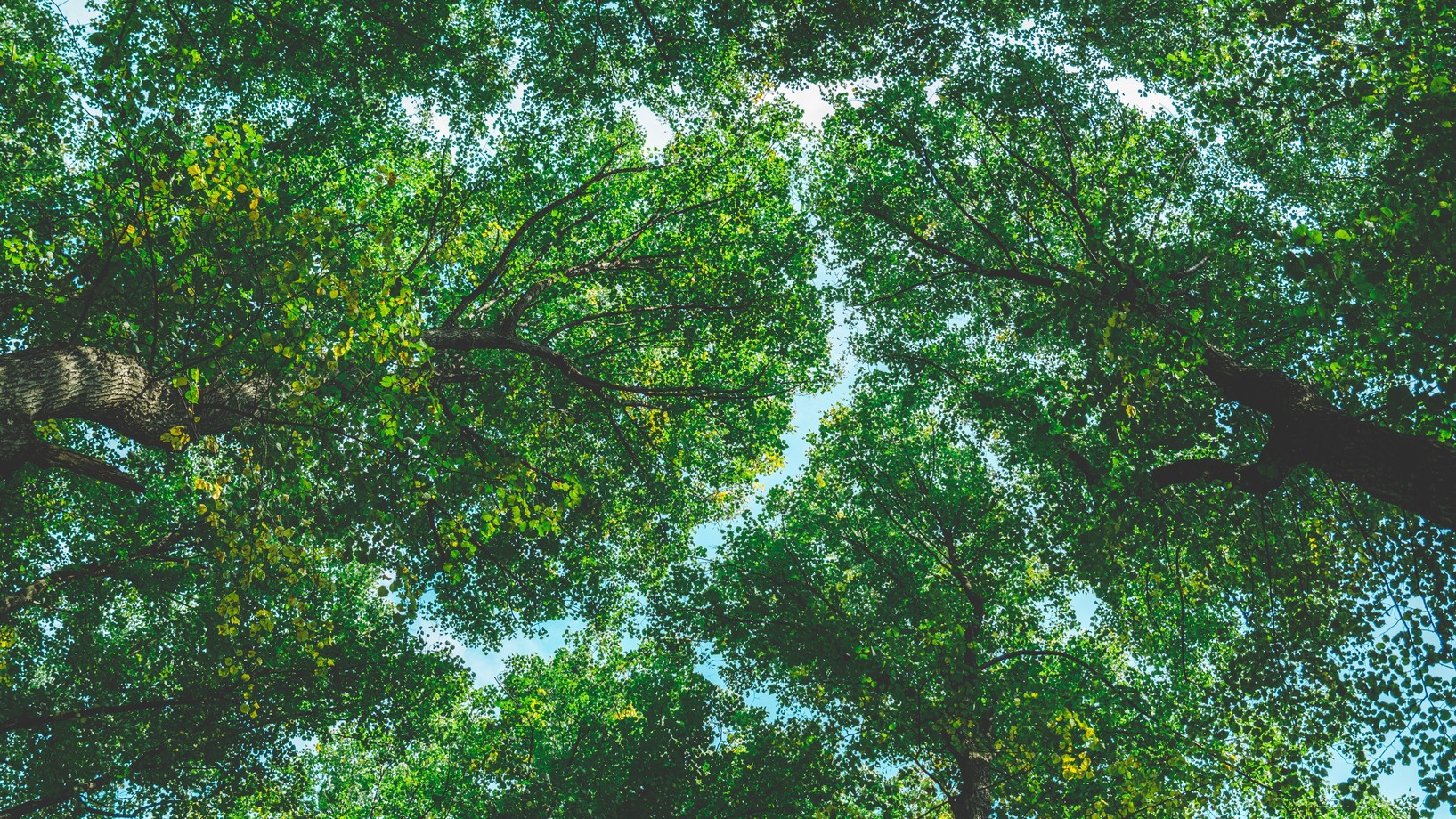 Grüne Baumkronen vor blauem Himmel