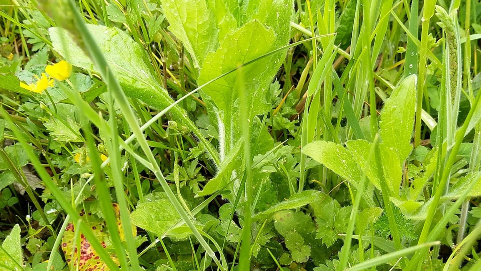 Berufkraut in der Rotseewiese