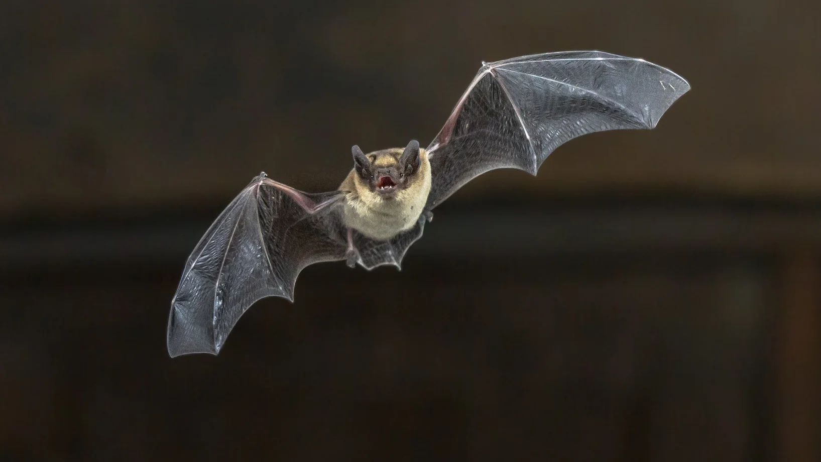 Naturpilotin Fledermaus