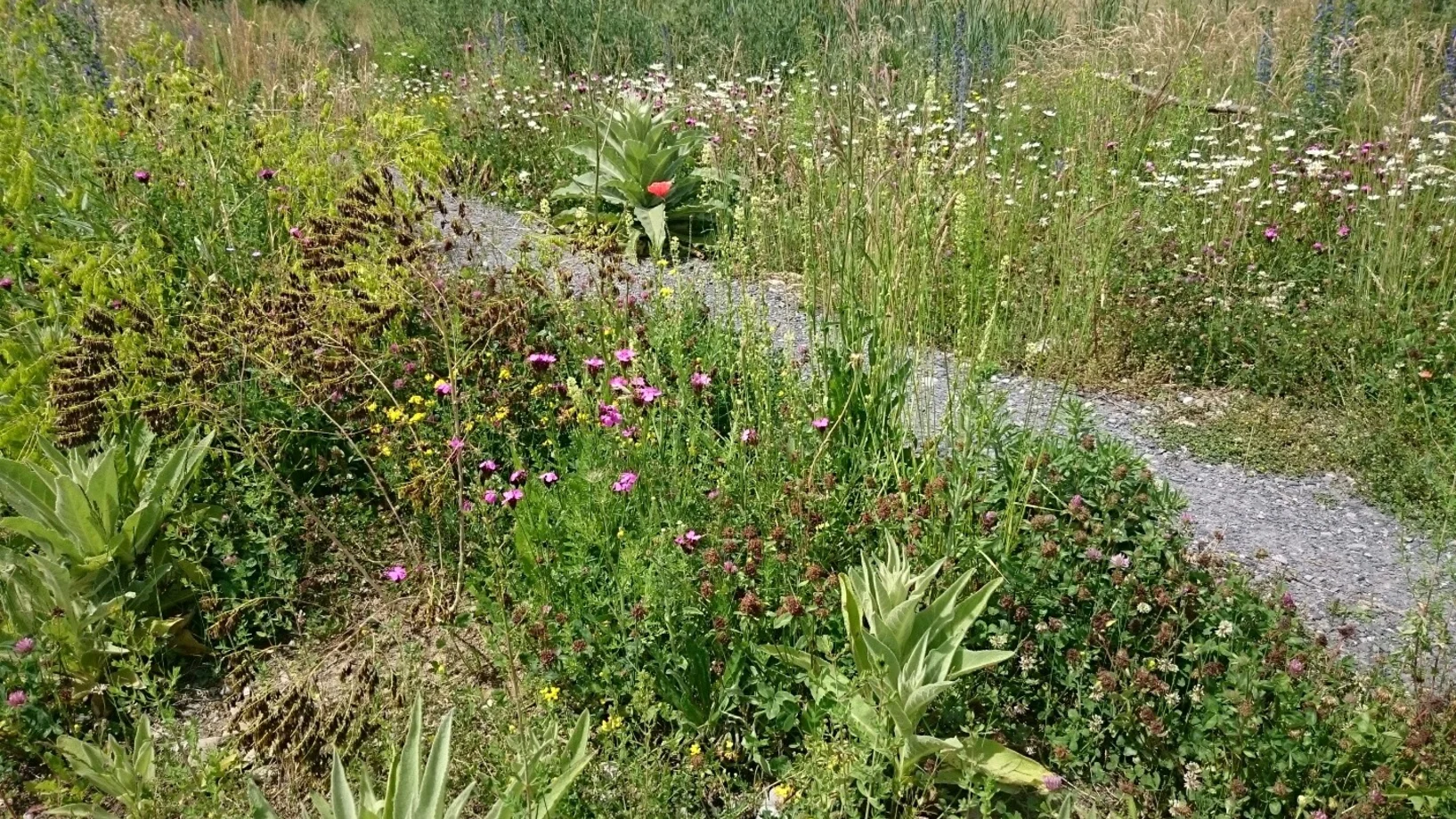 Ein schmales Schotterweglein führt mitten durch ein Blumenmeer aus Wildstauden