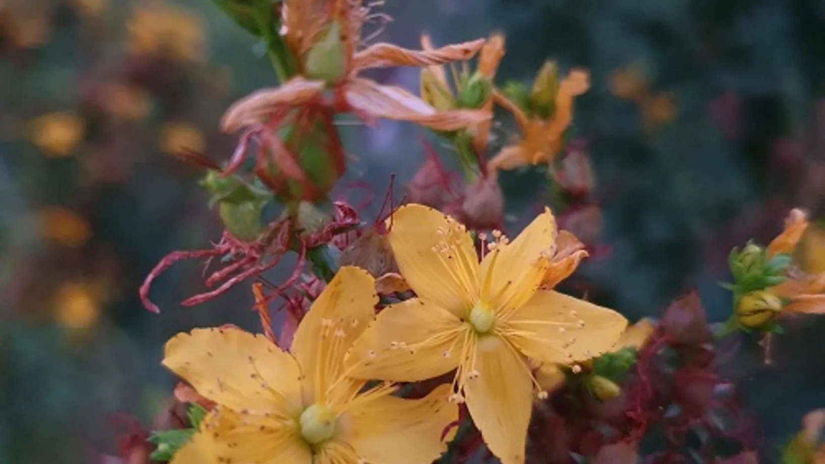 Hypericum perforatum; Johanniskraut