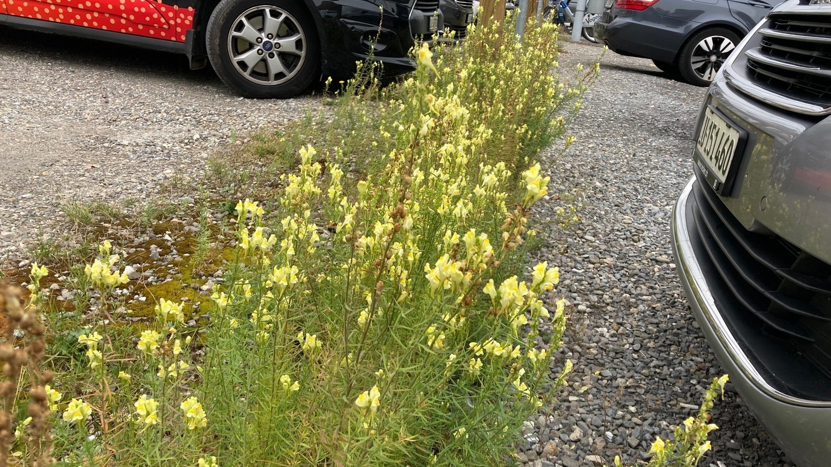 Blühende Wildblumen zwischen abgestellten Autos