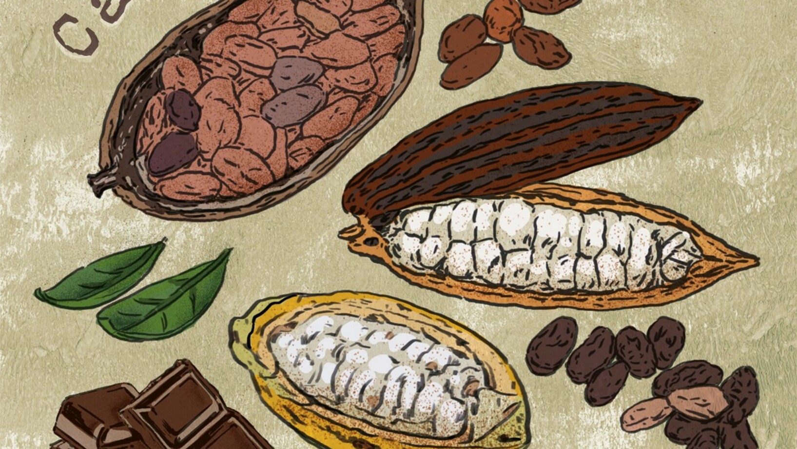 Eine Farb-Zeichnung mit Kakaobohnen und Schokolade