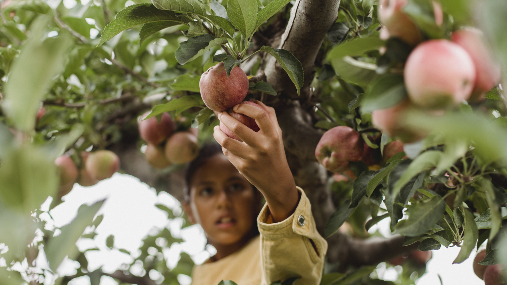 Ethnic teen girl climbed on tree harvesting fruits