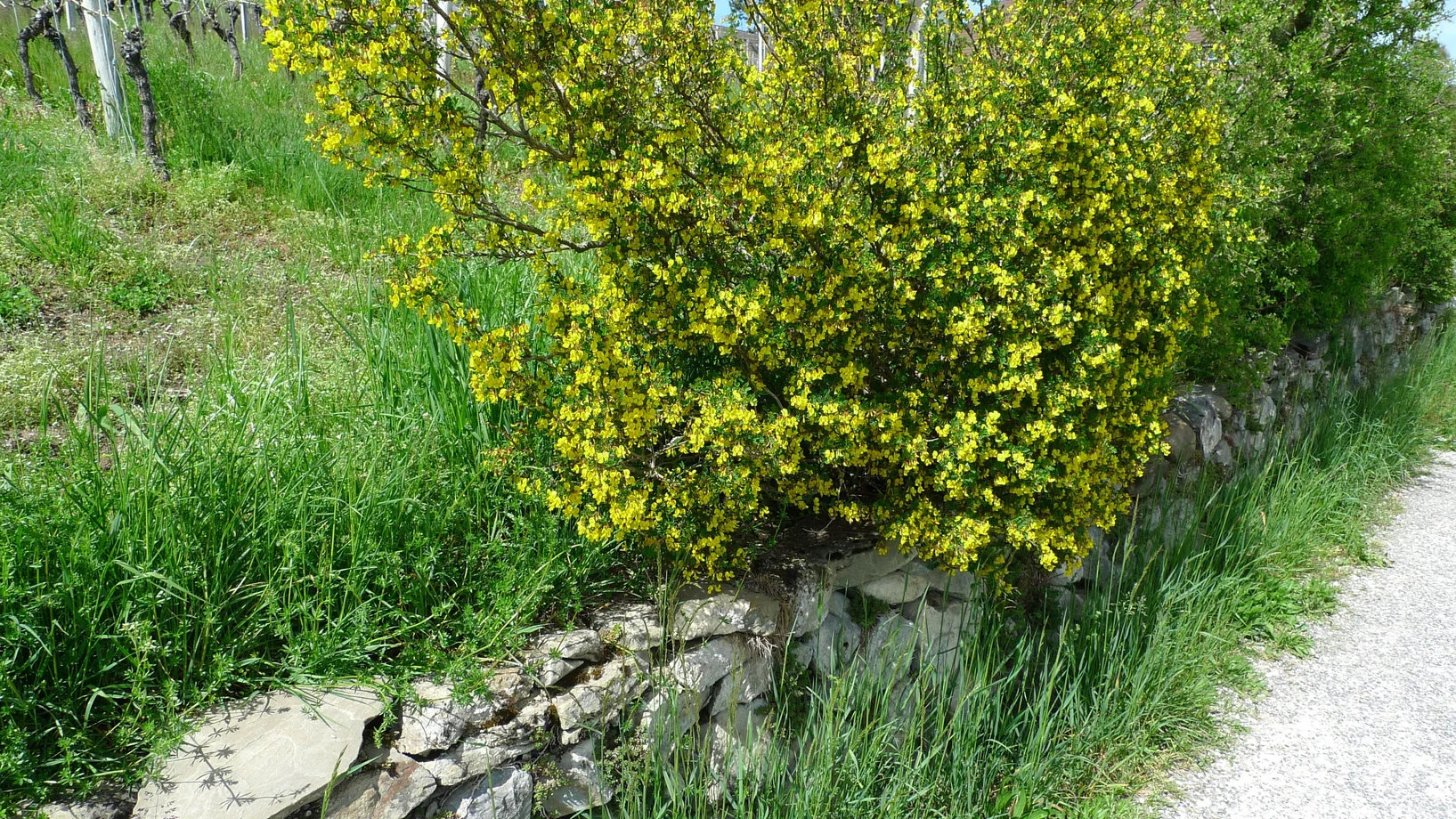 Trockenmauer mit gelb blühender Strauchwicke