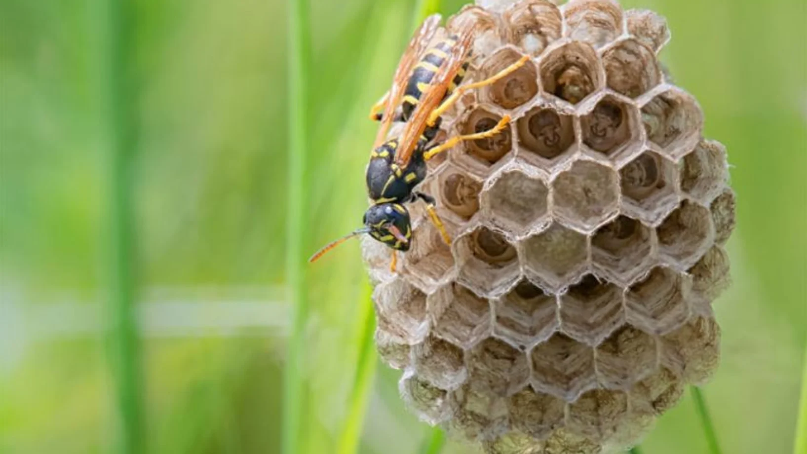 Beim Nest der Feldwespe liegen die Waben offen