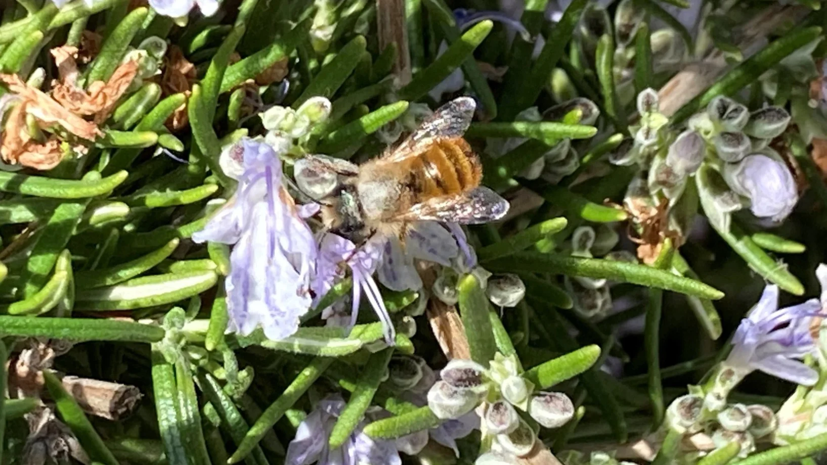 Eine Biene auf einer Blüte