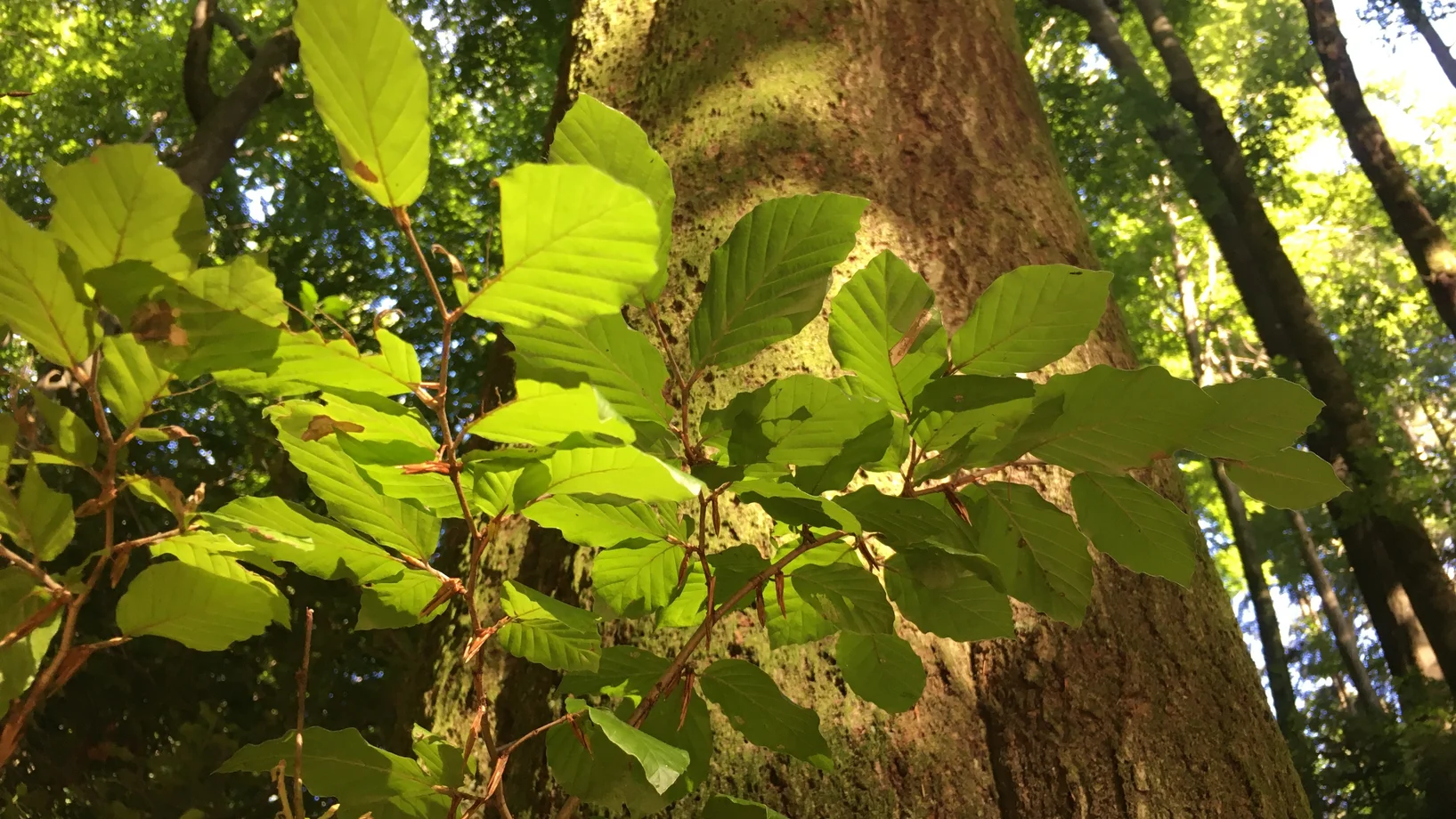 Rotbuche, Fagus sylvatica, zu sehen ist ein Stockausschlag mit Blättern, vor dem Stamm des Baumes