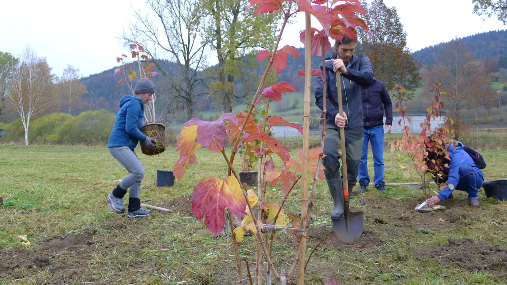 Menschen beim Wildhecken pflanzen