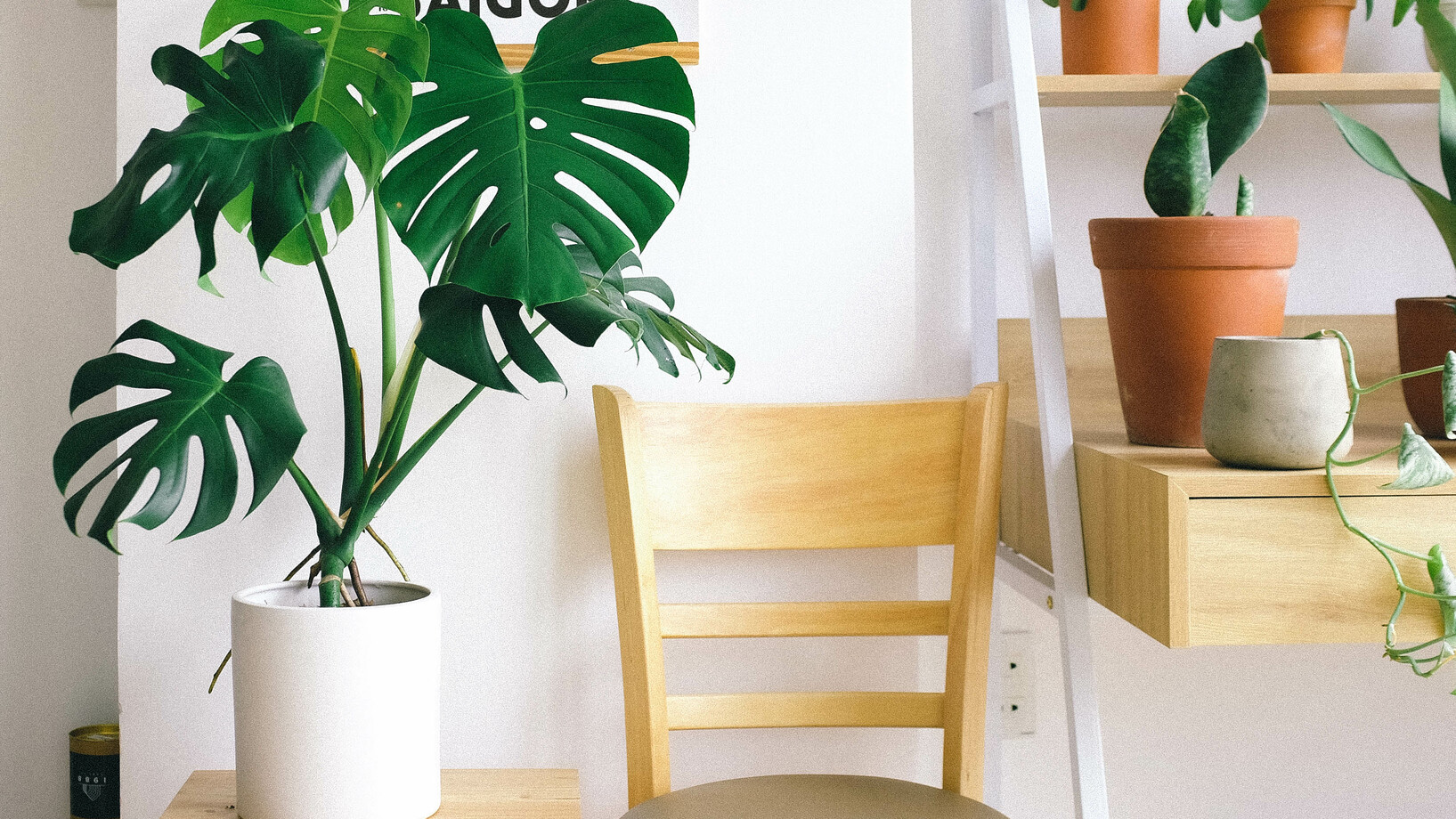 Photo of swiss cheese plant beside chair