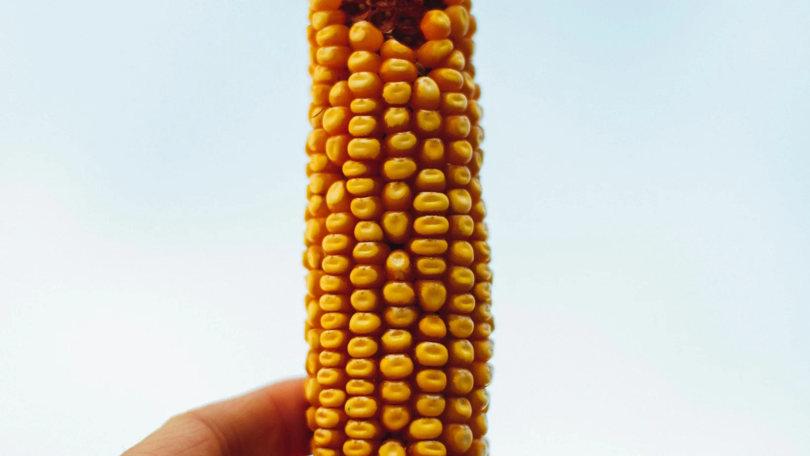Essen ohne Food Waste