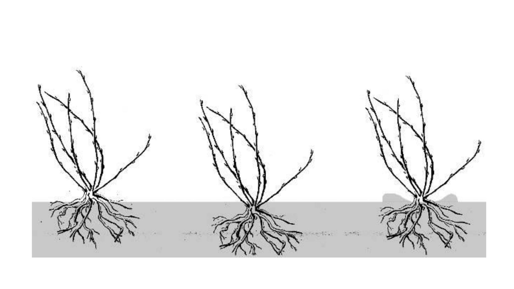 Grafik mit drei Sträuchern: einer zu tief, einer zu hoch und einer richtig gepflanzt