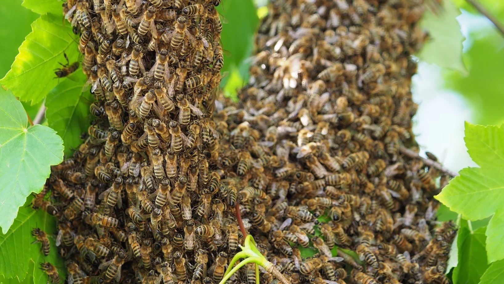 Zwei Bienenschwärme an Weintrauben