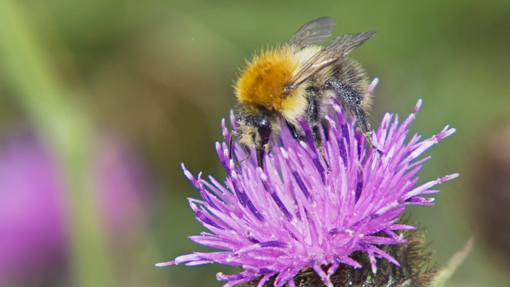 Eine Hummel saugt auf einer violetten Distelblüte Nektar