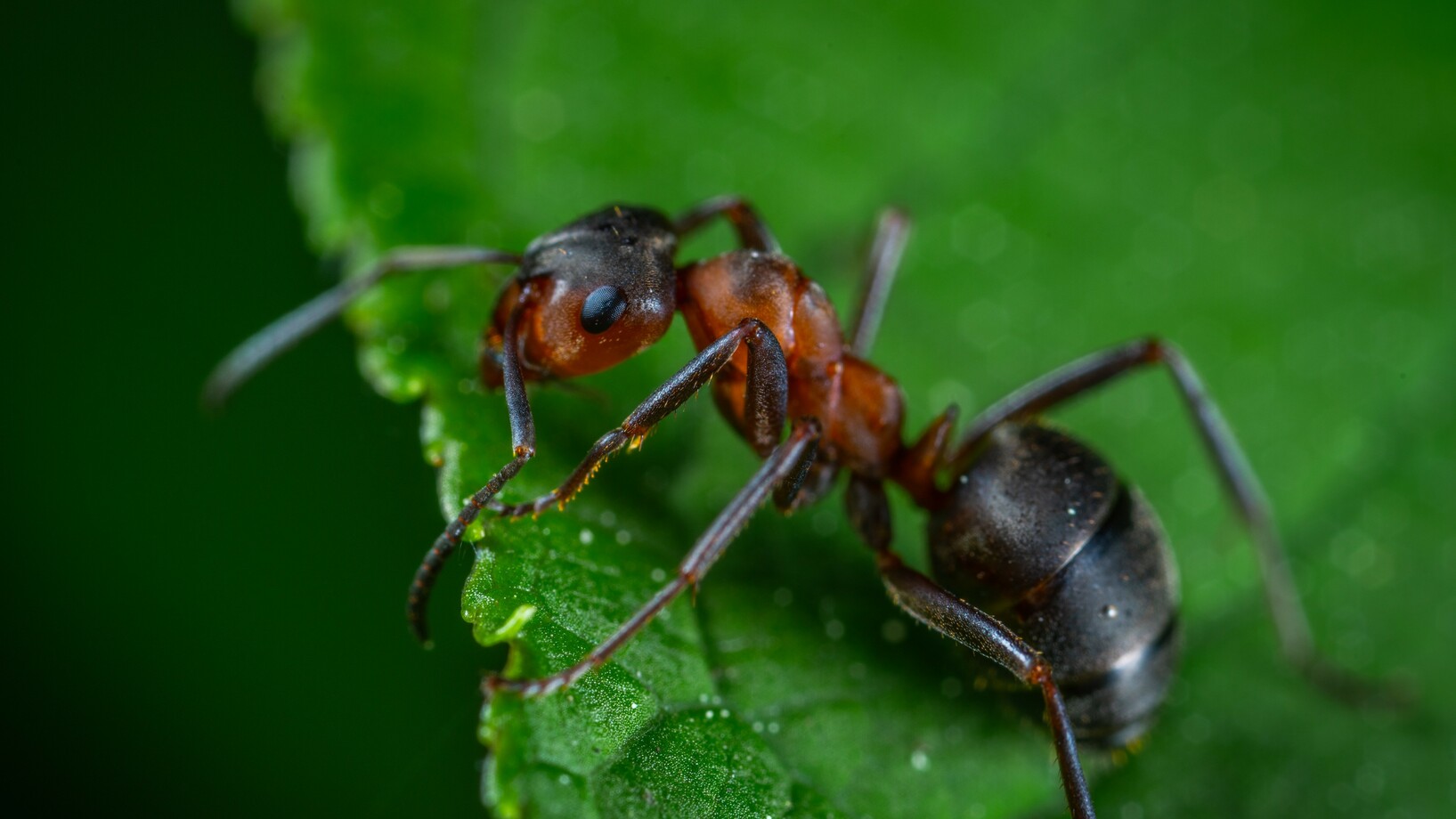 Eine schwarz-rote Ameise auf einem Blatt