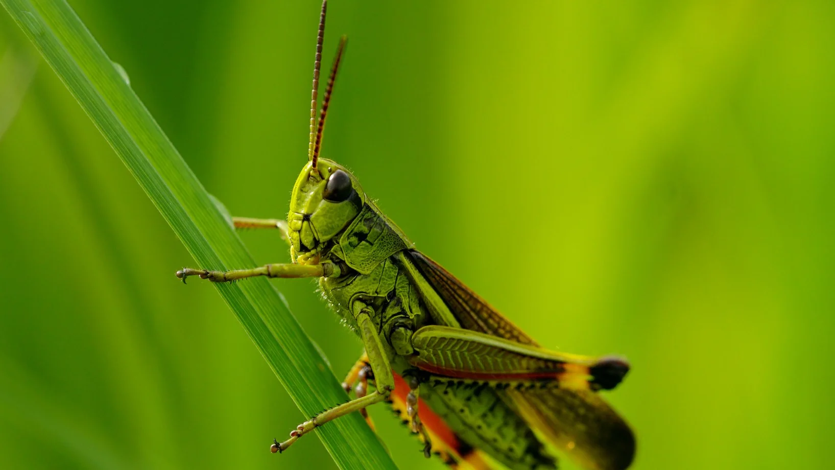 Sumpfschrecke. Foto: Samuel Ehrenbold
