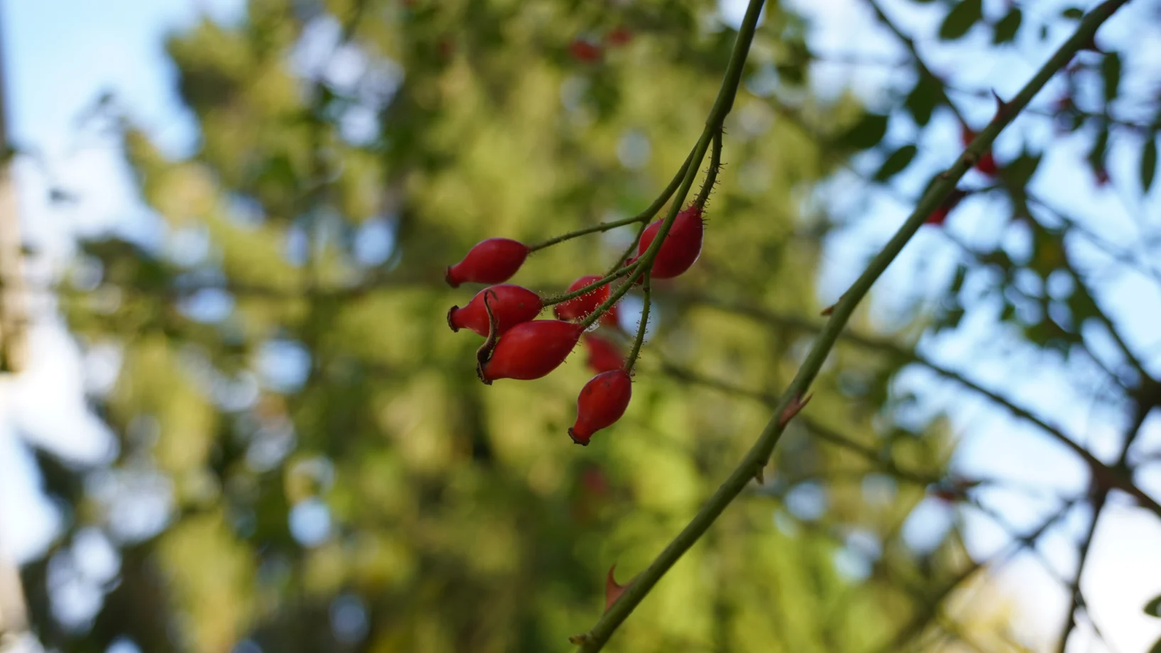 Grundlagenkurs für Leute, die ihr Gartenwissen festigen möchten