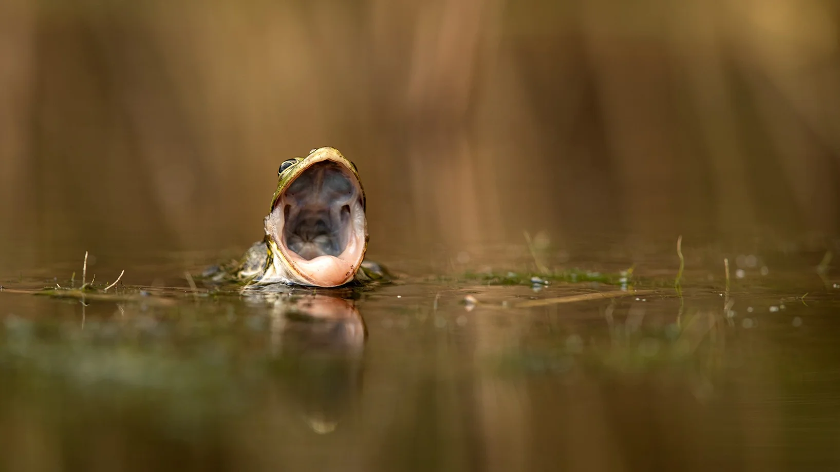 Wasserfrosch, Bild Robert Hangartner