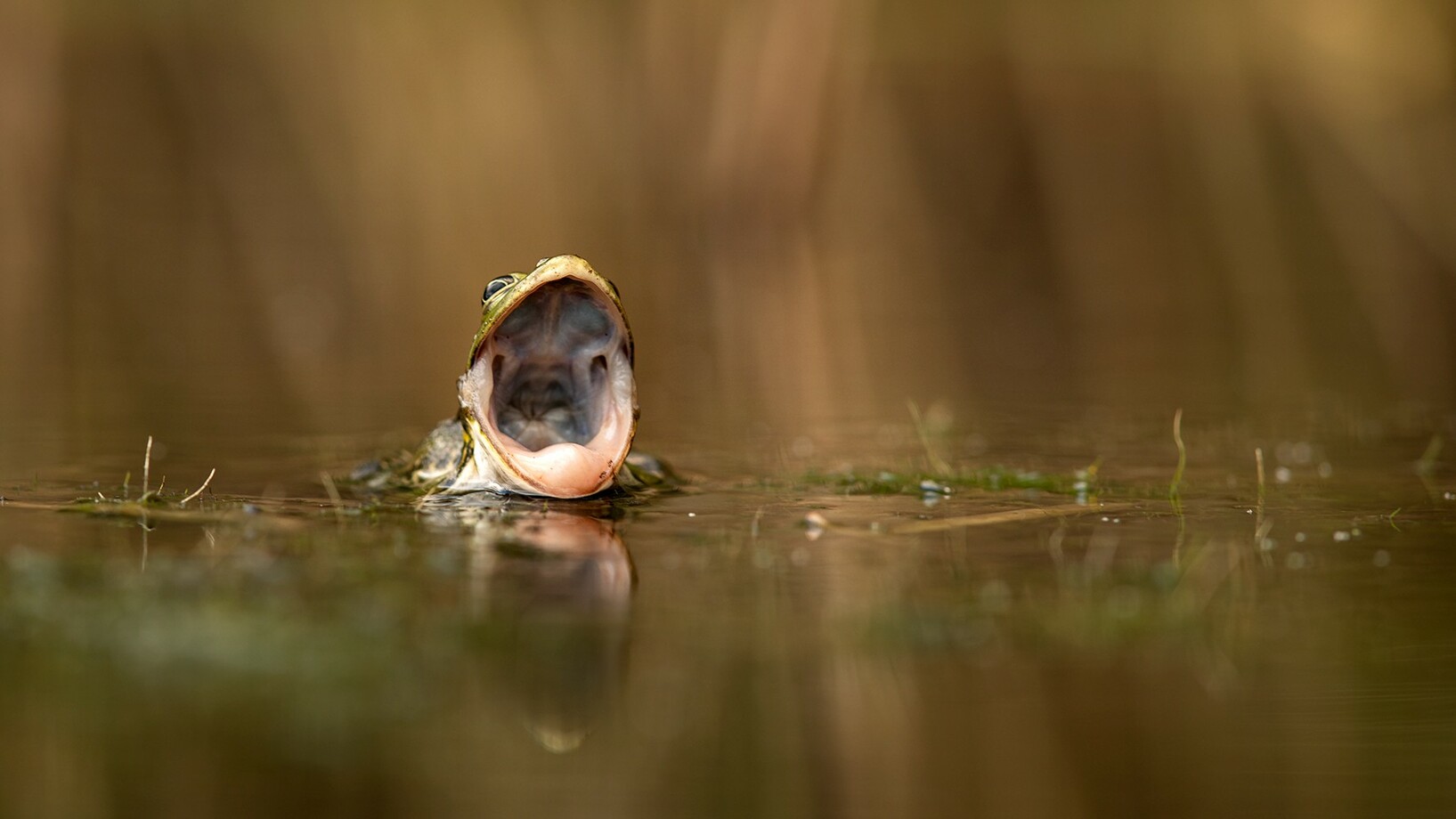 Wasserfrosch, Bild Robert Hangartner