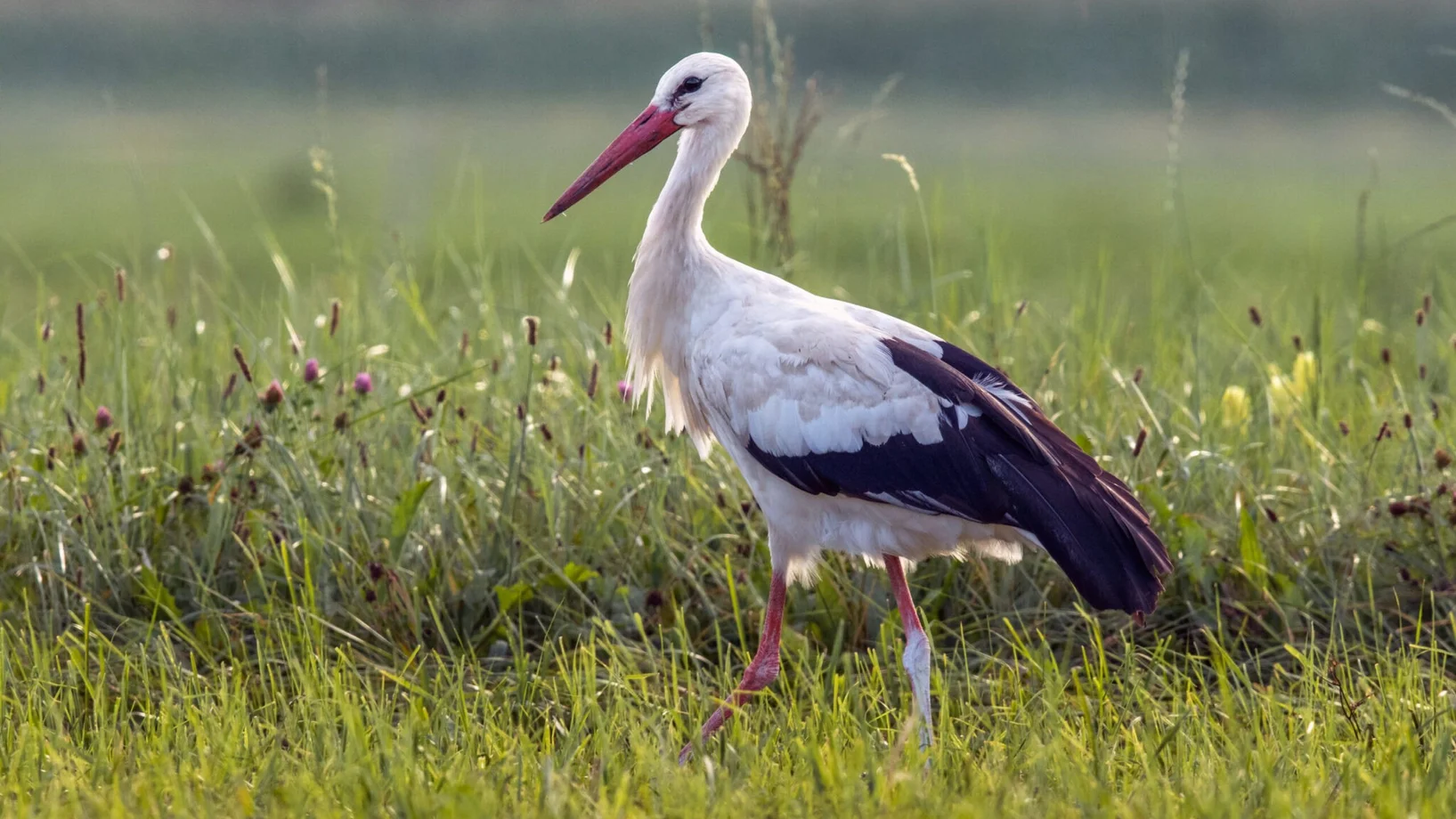 Weissstorch, Bild Robert Hangartner