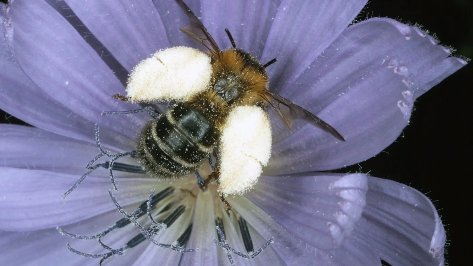 Wildbiene, Bild: Albert Krebs