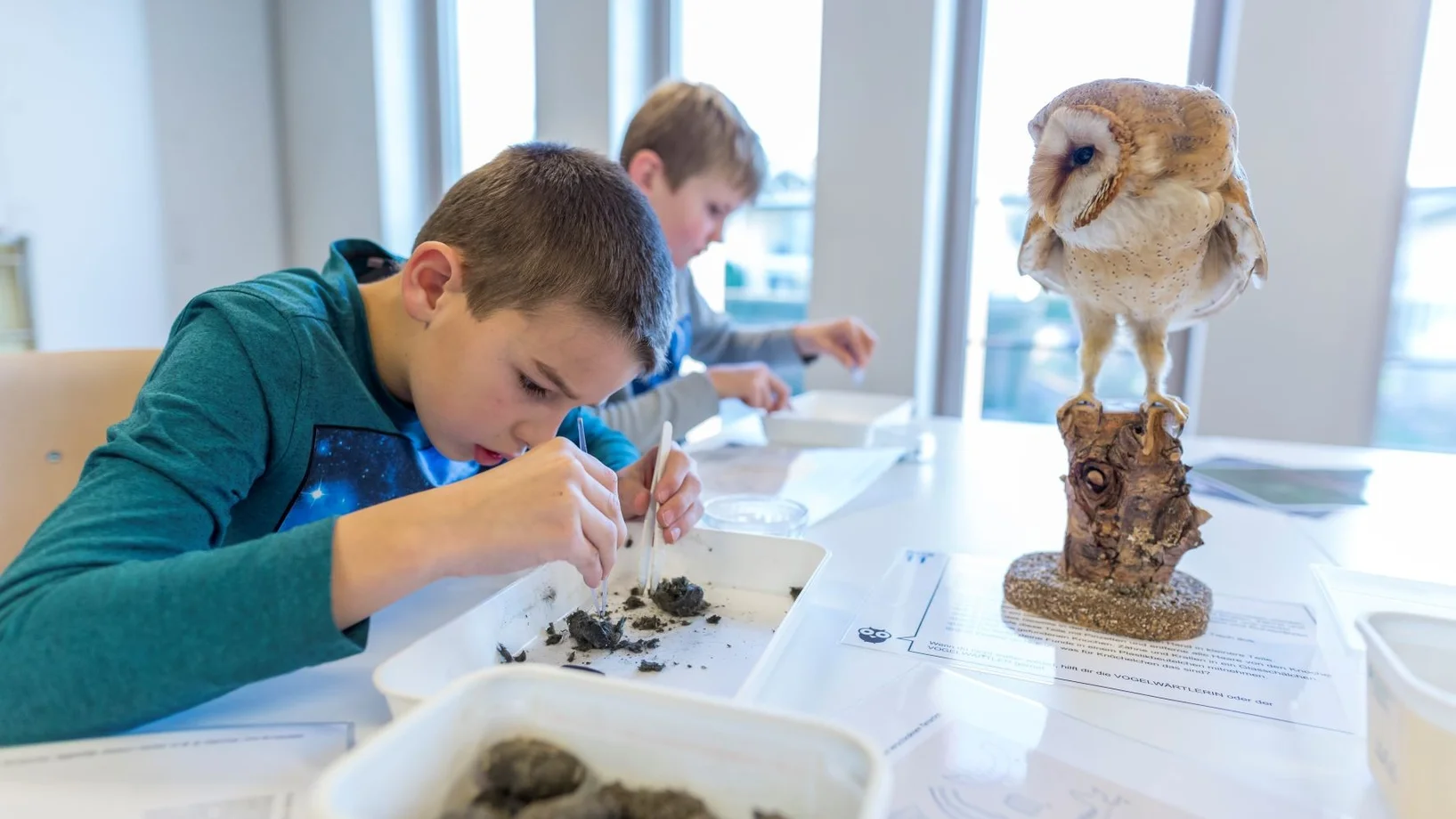 Kinder erforschen die Gewölle von Eulen in der Vogelwarte