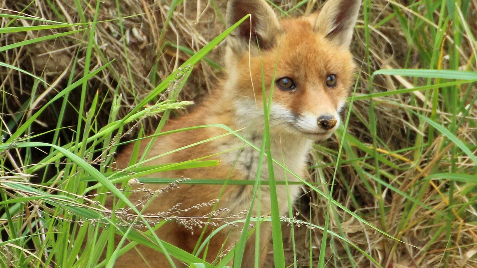 Fuchswelpe vor Bau im Gras