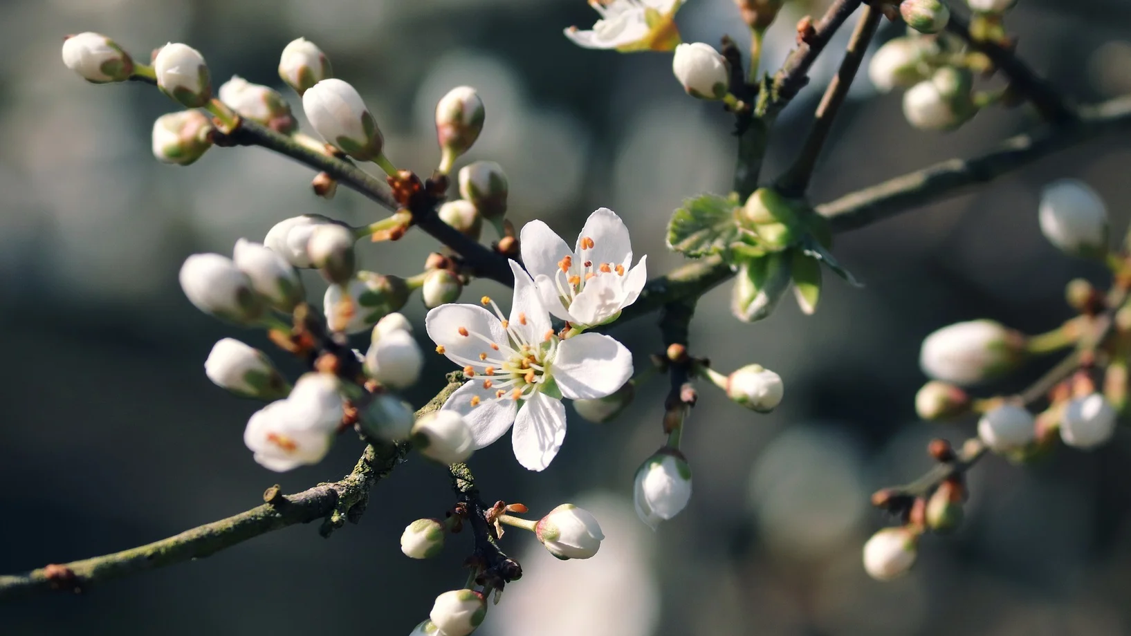 Weisse Blüten des Schwarzdorns