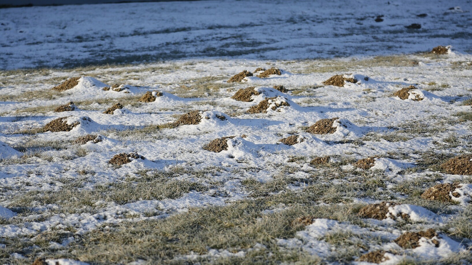 Erdhügel von Wühlmäusen mit Schnee bedeckt