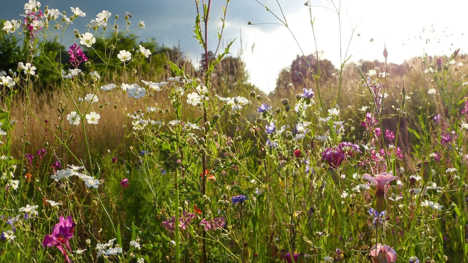 Blühende wildstauden in verschiedenen Farben
